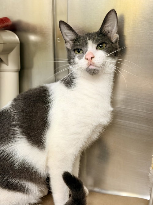 Villa, a cat for adoption from Northern Ocean County Animal Facility