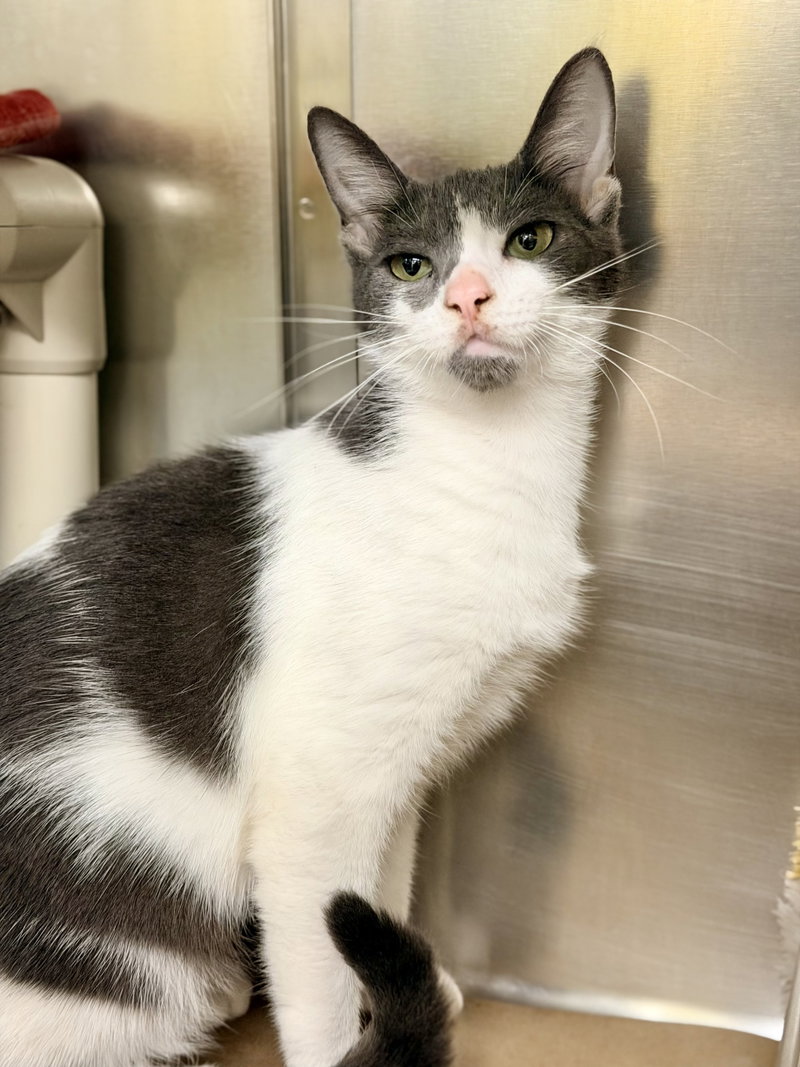 Villa, an adult female cat up for adoption