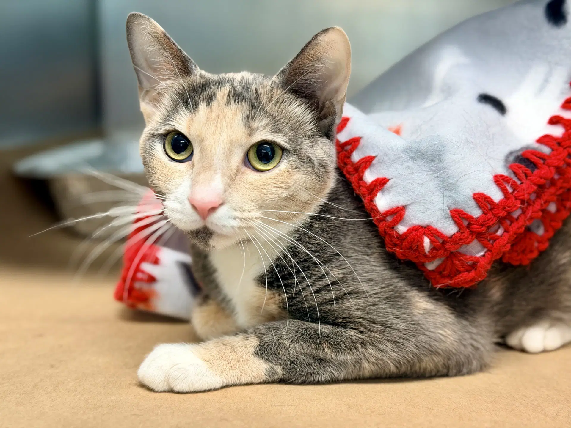 Fate - Domestic Short Hair