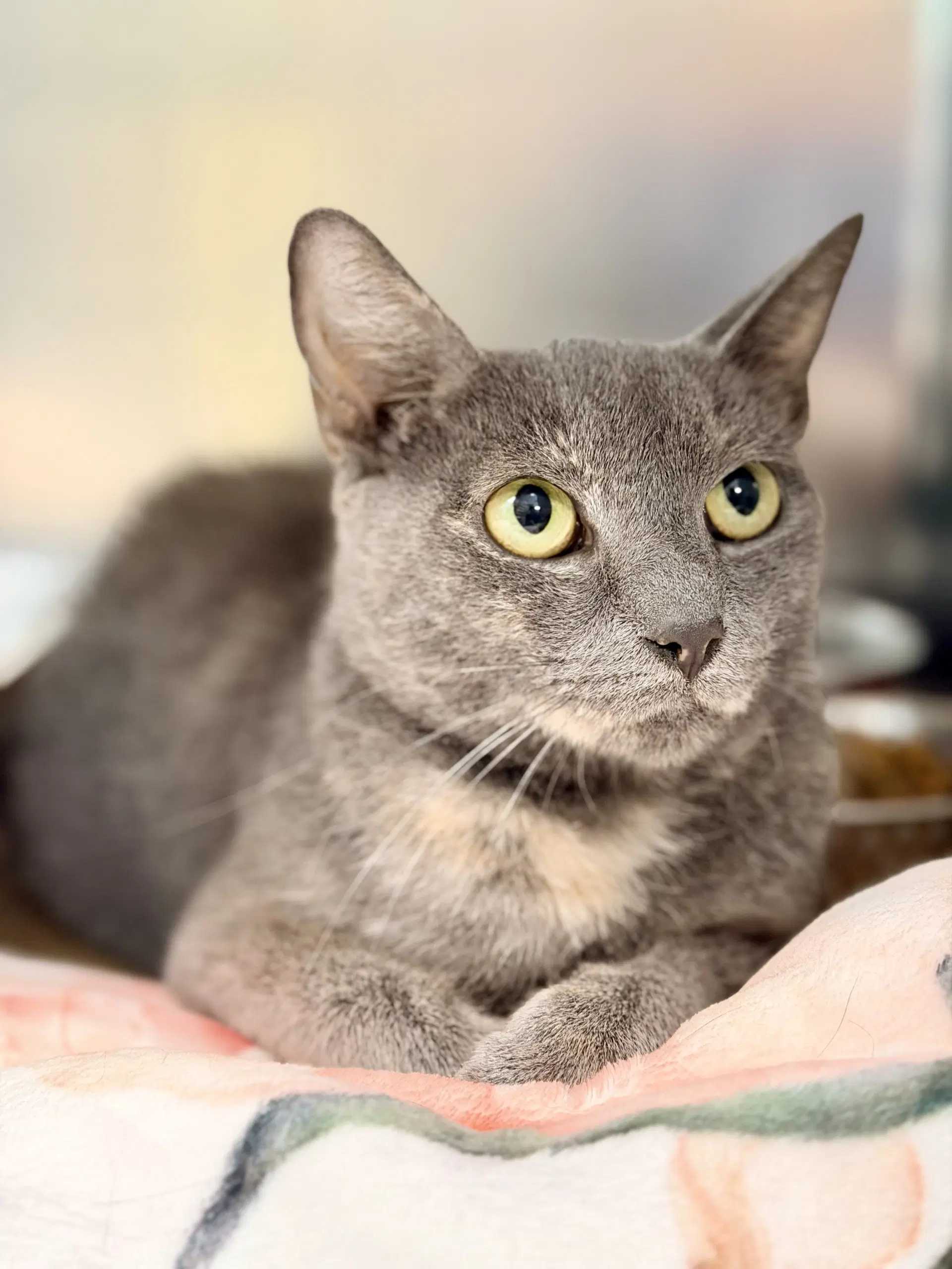 Cinnabon - Domestic Short Hair
