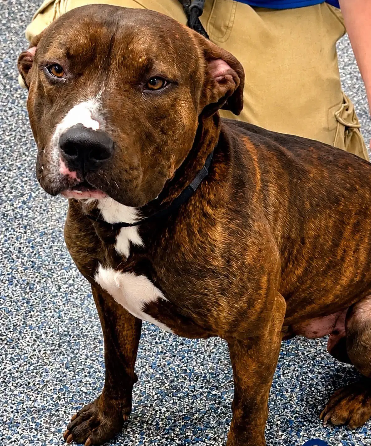 Ares - Pit Bull Terrier