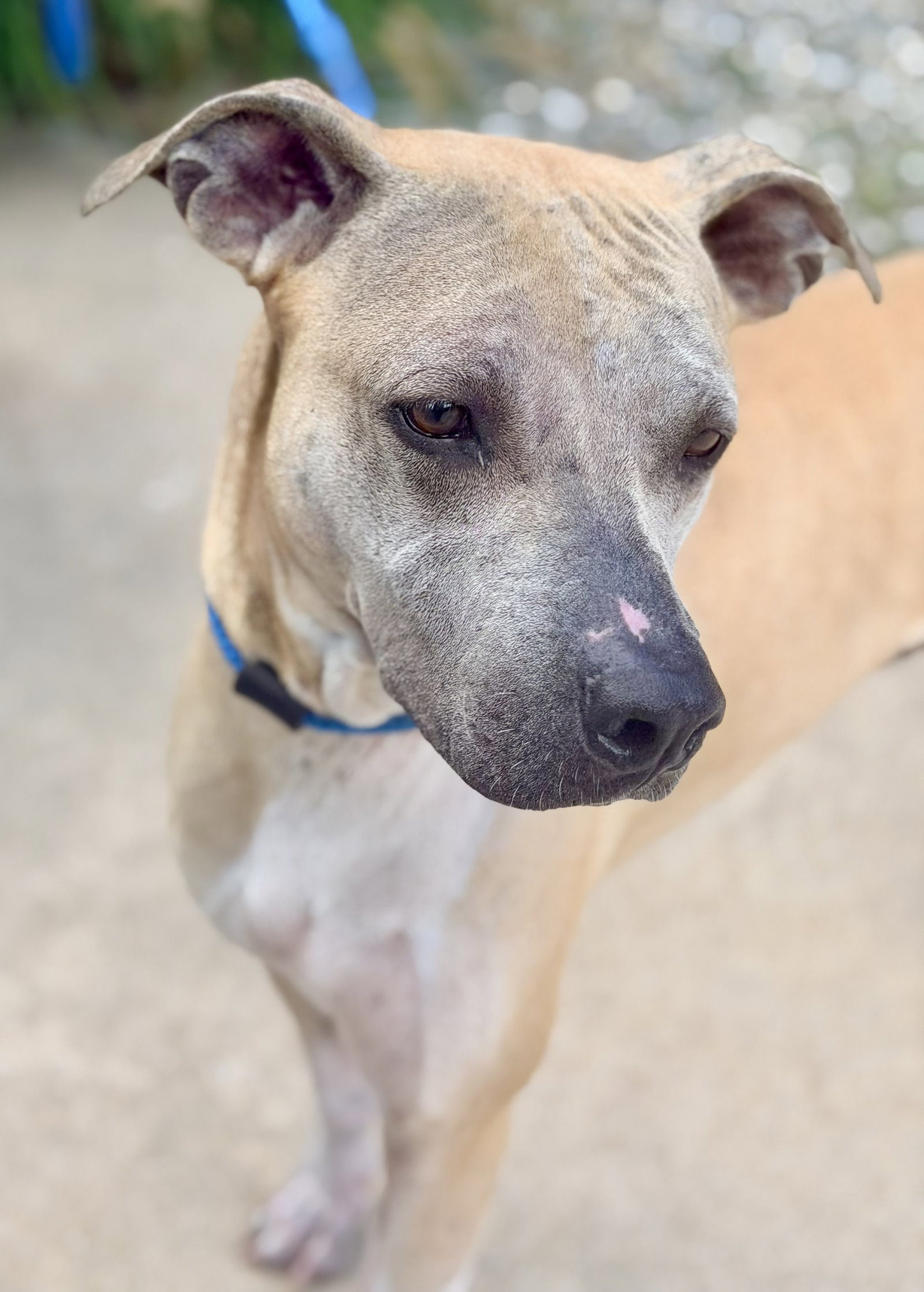 Korra, dog
