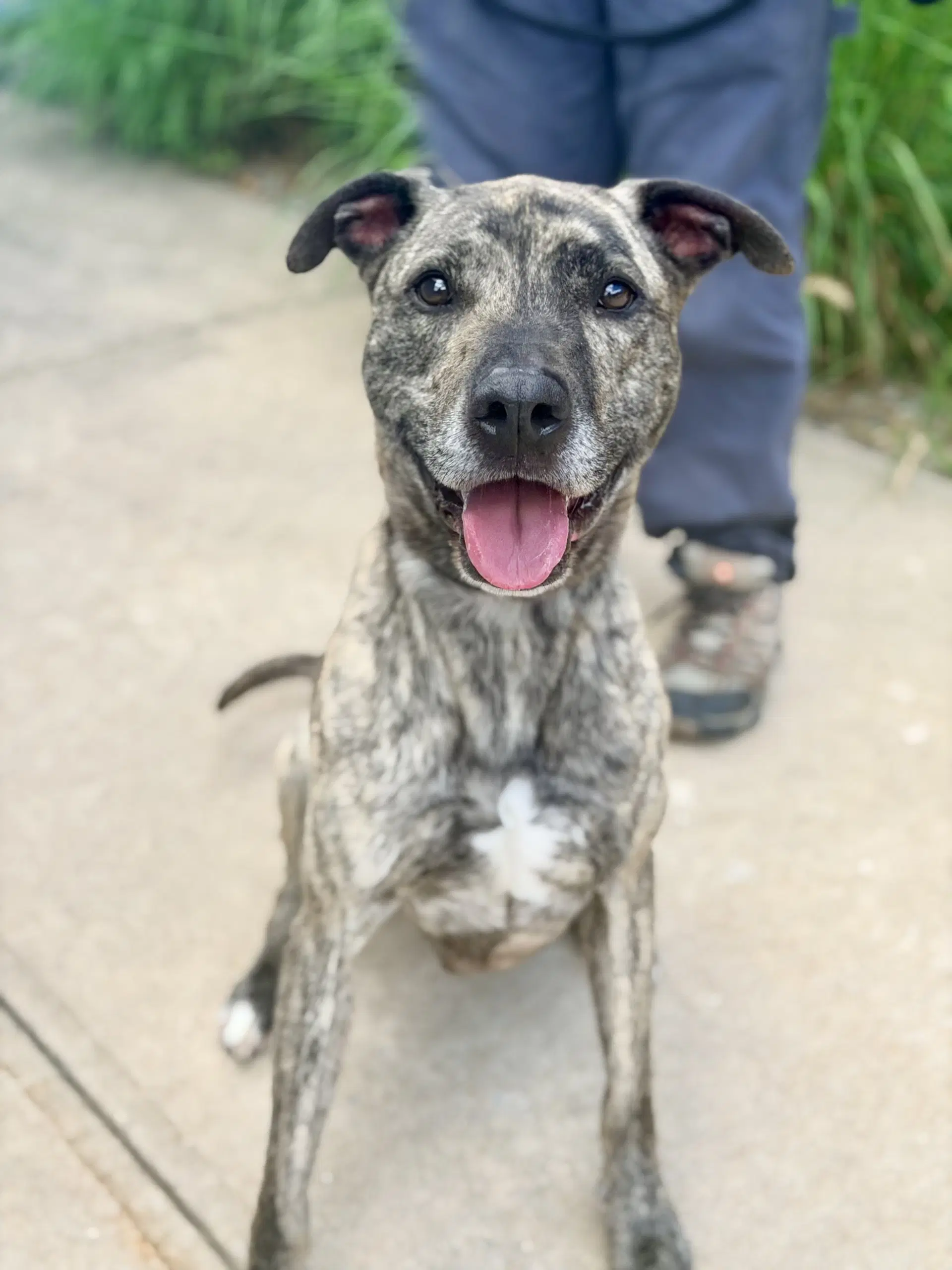 Tucker - Catahoula Leopard Dog
