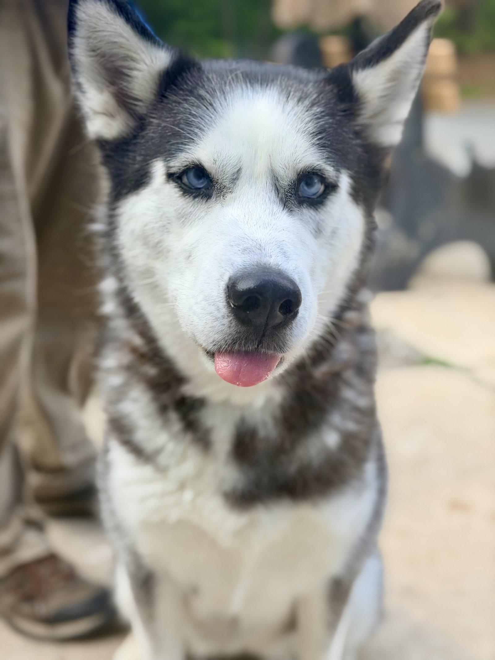 Mia, dog