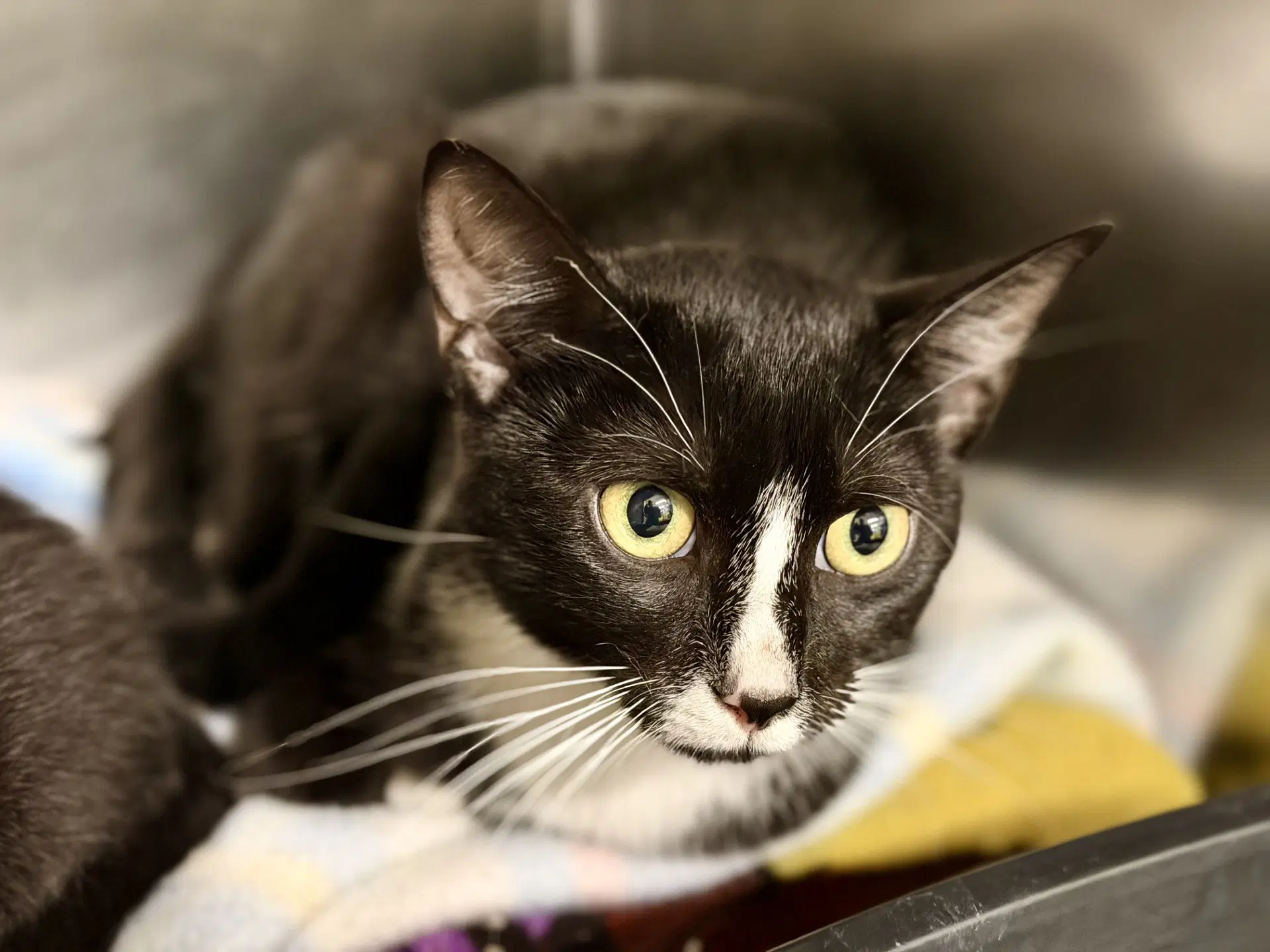 Mellie - Domestic Short Hair