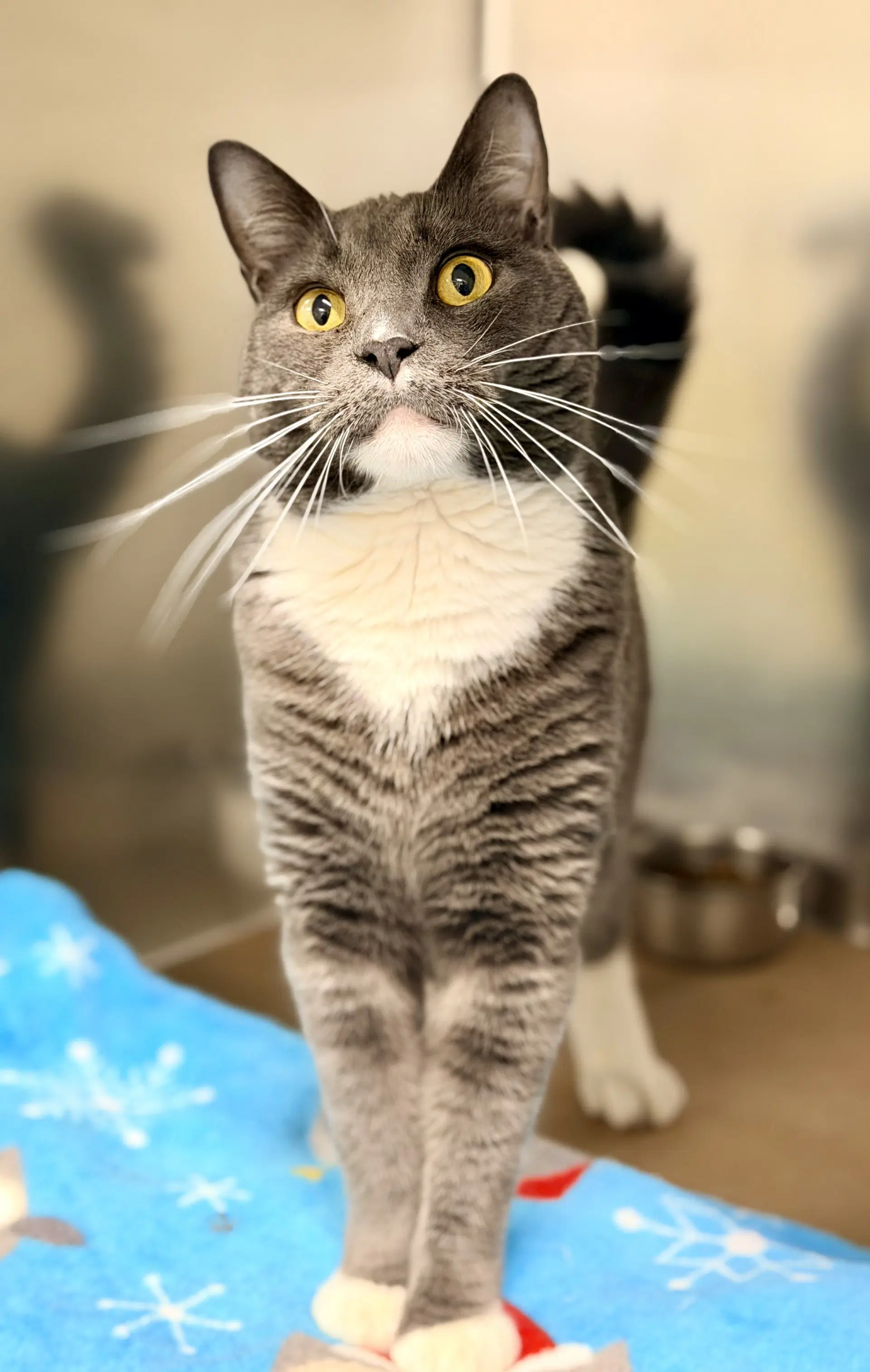 Ziggy - Domestic Short Hair