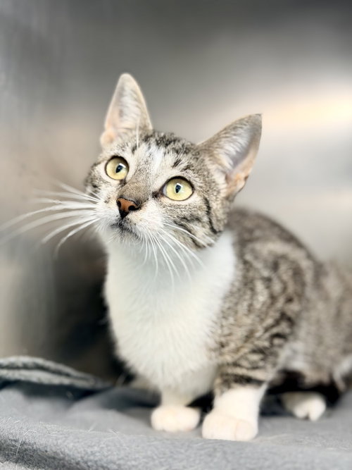 Plio, a cat for adoption from Northern Ocean County Animal Facility