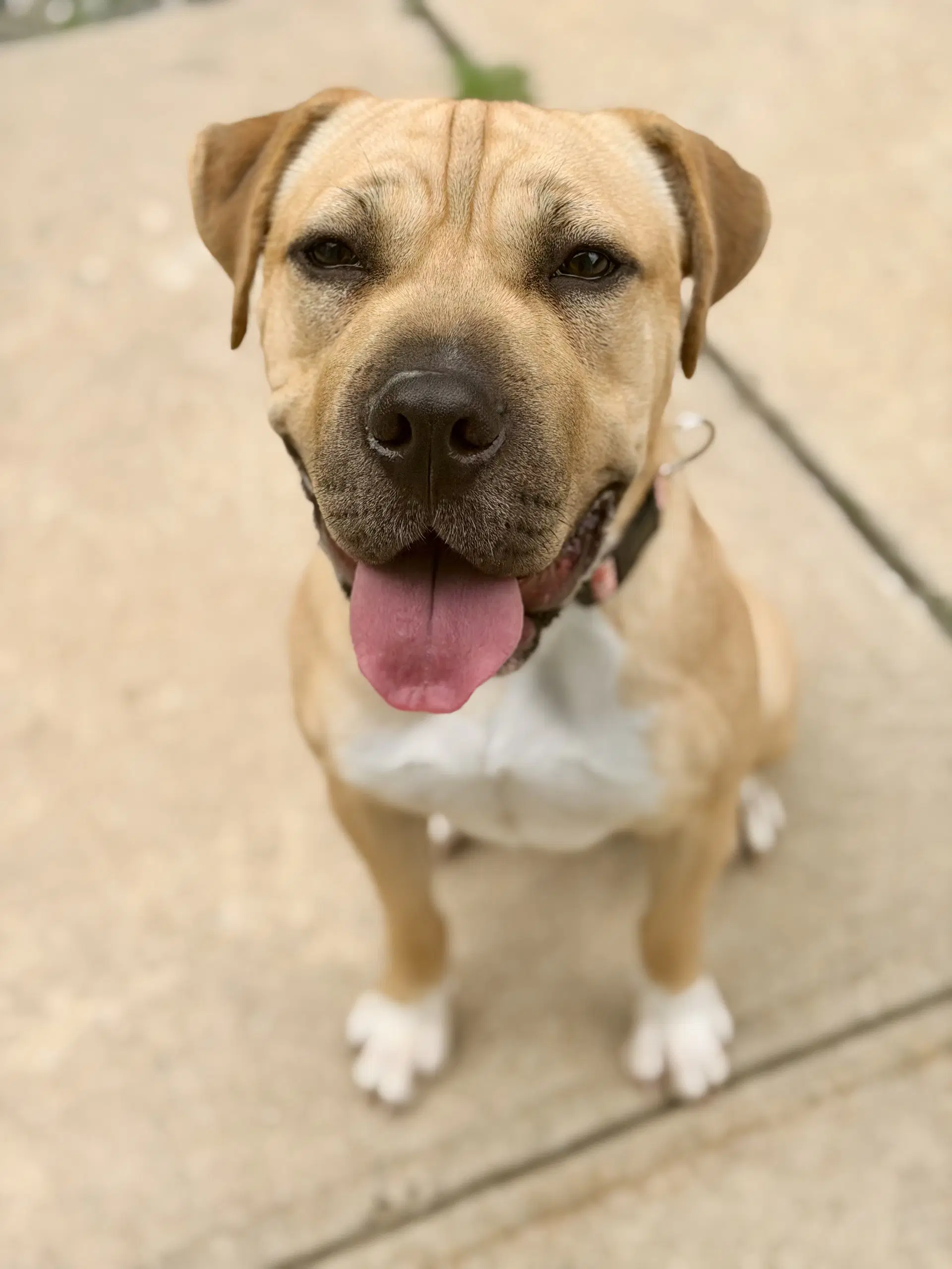Sunflower - Mastiff