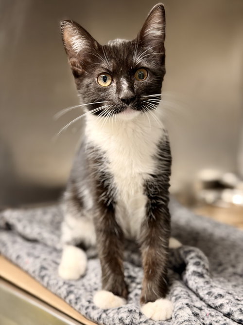 Emmylou, a cat for adoption from Northern Ocean County Animal Facility