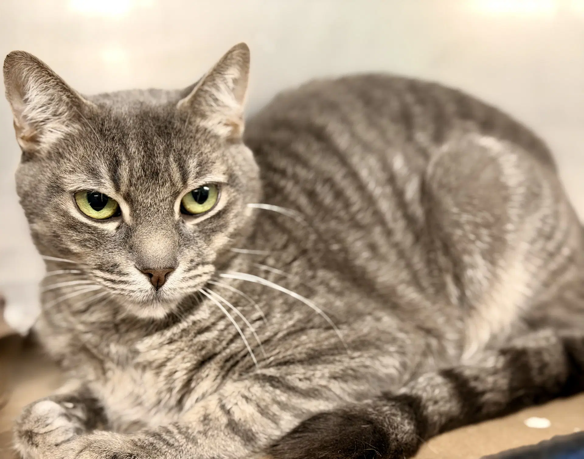 Luna - Domestic Short Hair