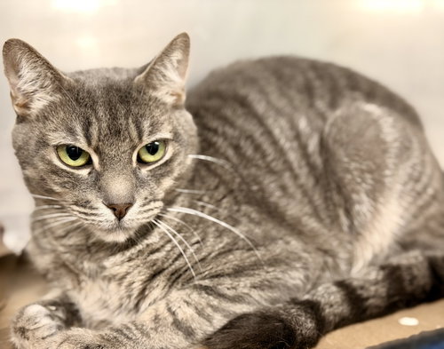 Luna, a cat for adoption from Northern Ocean County Animal Facility