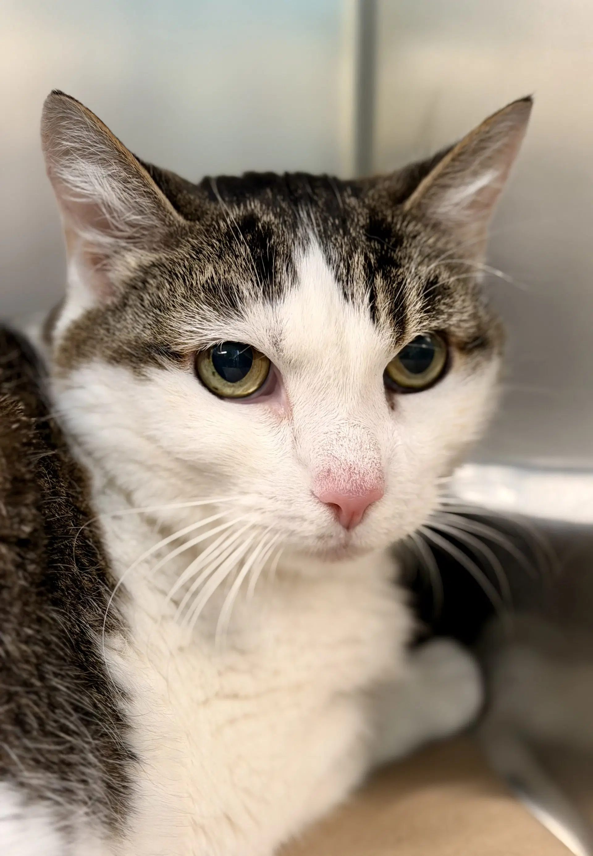 Oaklynn - Domestic Short Hair