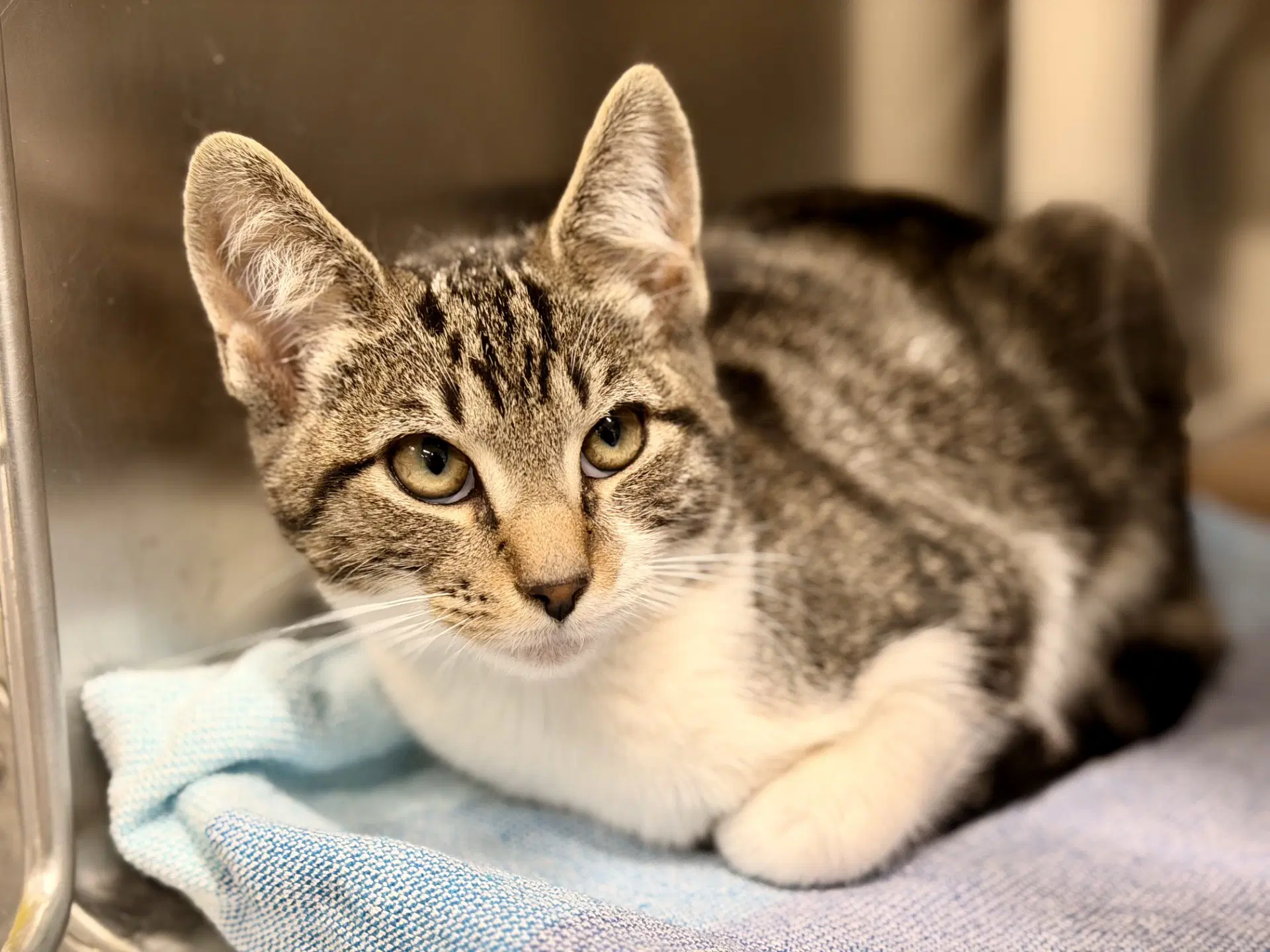 Gatsby - Domestic Short Hair