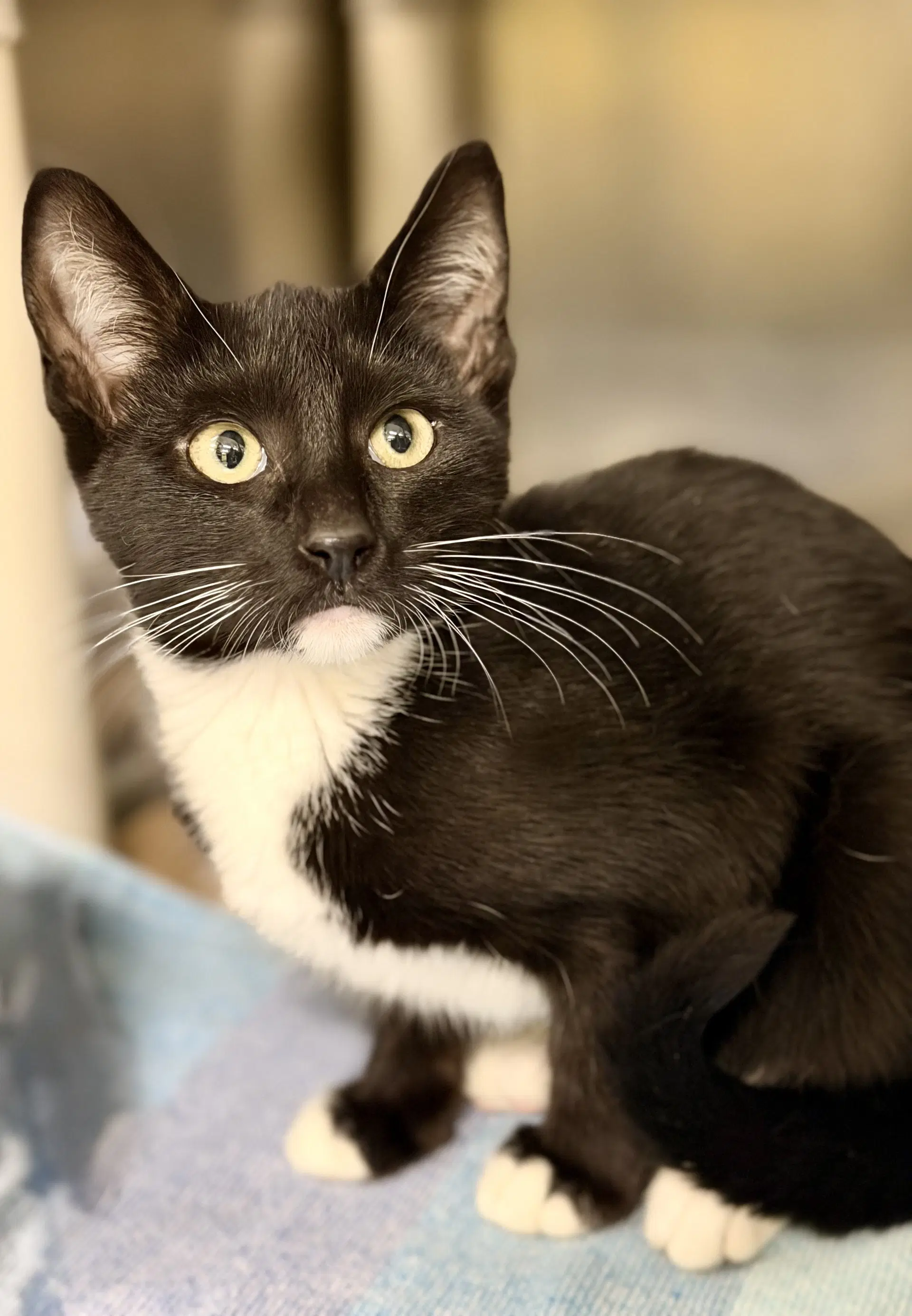 Scout - Domestic Short Hair