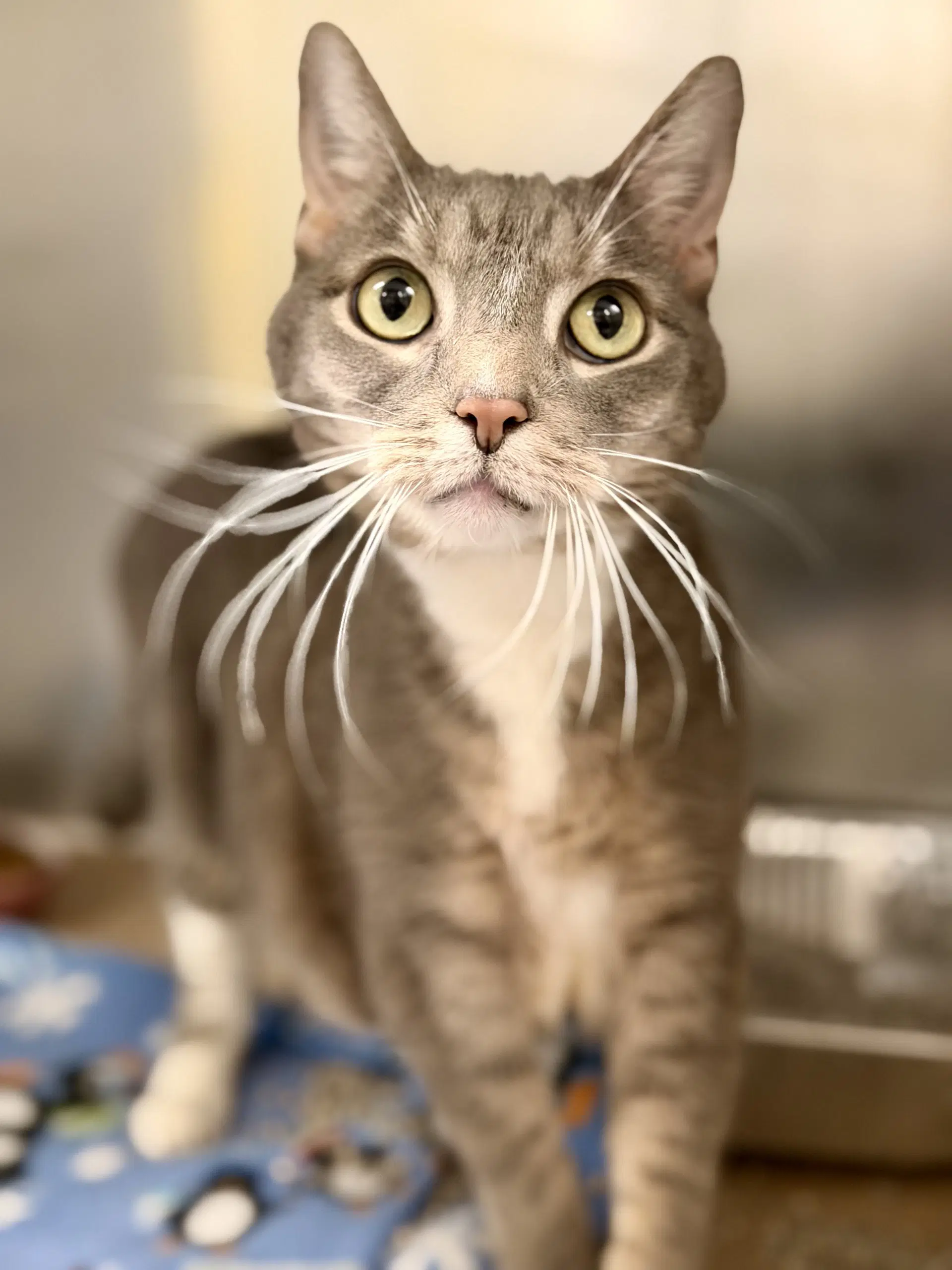 Bingo - Domestic Short Hair