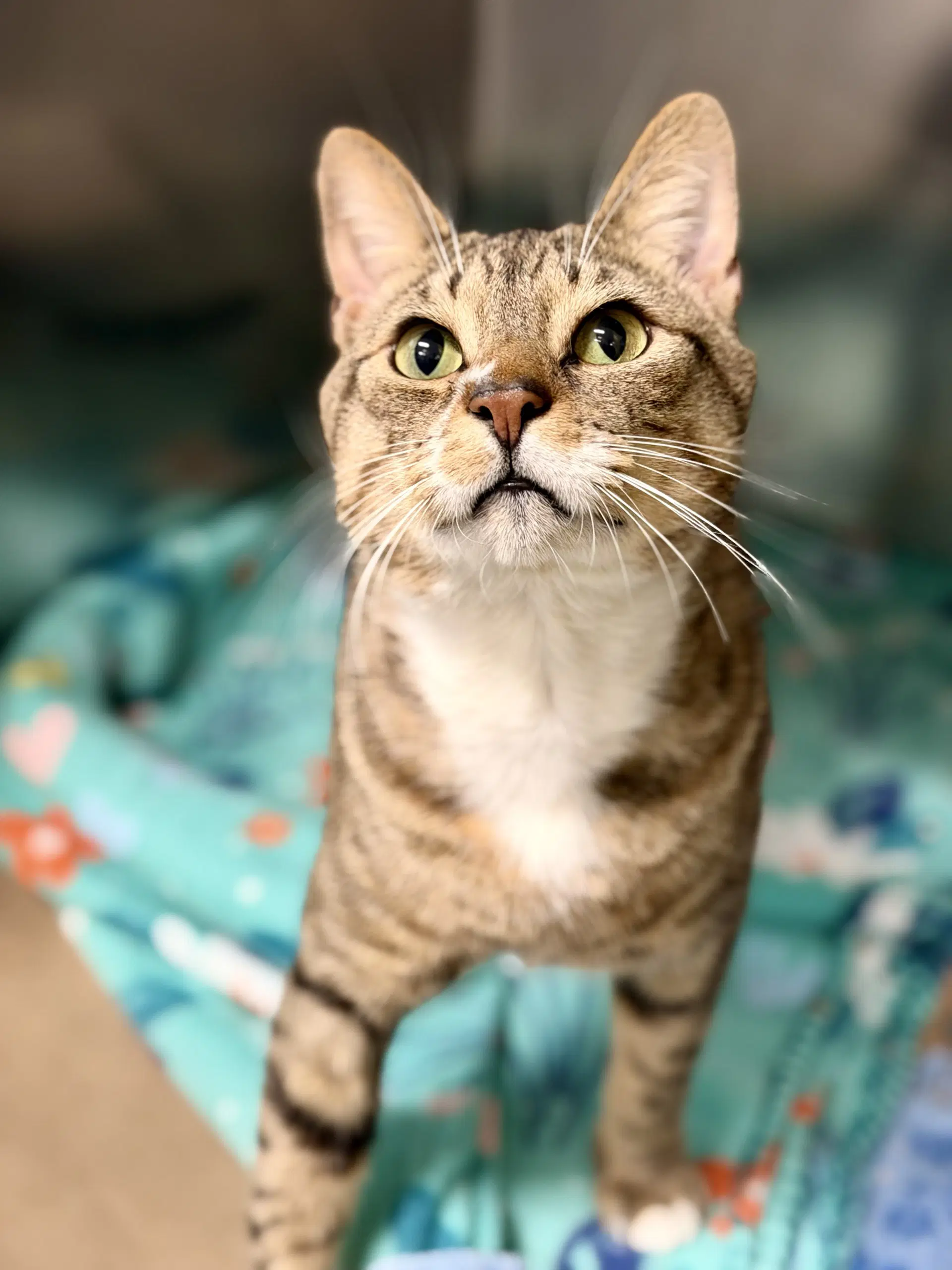 Yami - Domestic Short Hair