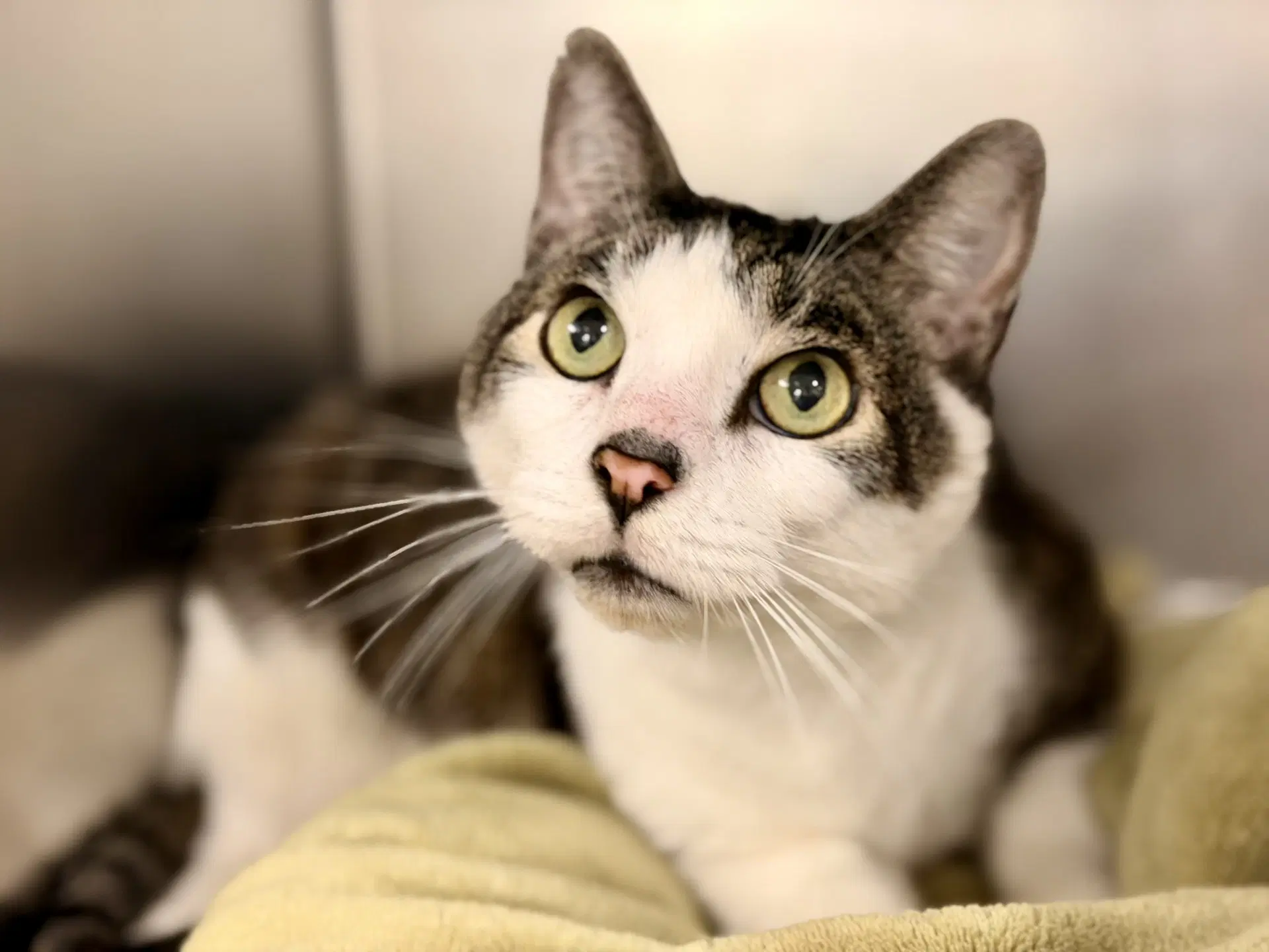 Carter - Domestic Short Hair