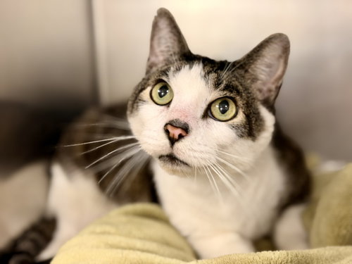 Carter, a cat for adoption from Northern Ocean County Animal Facility