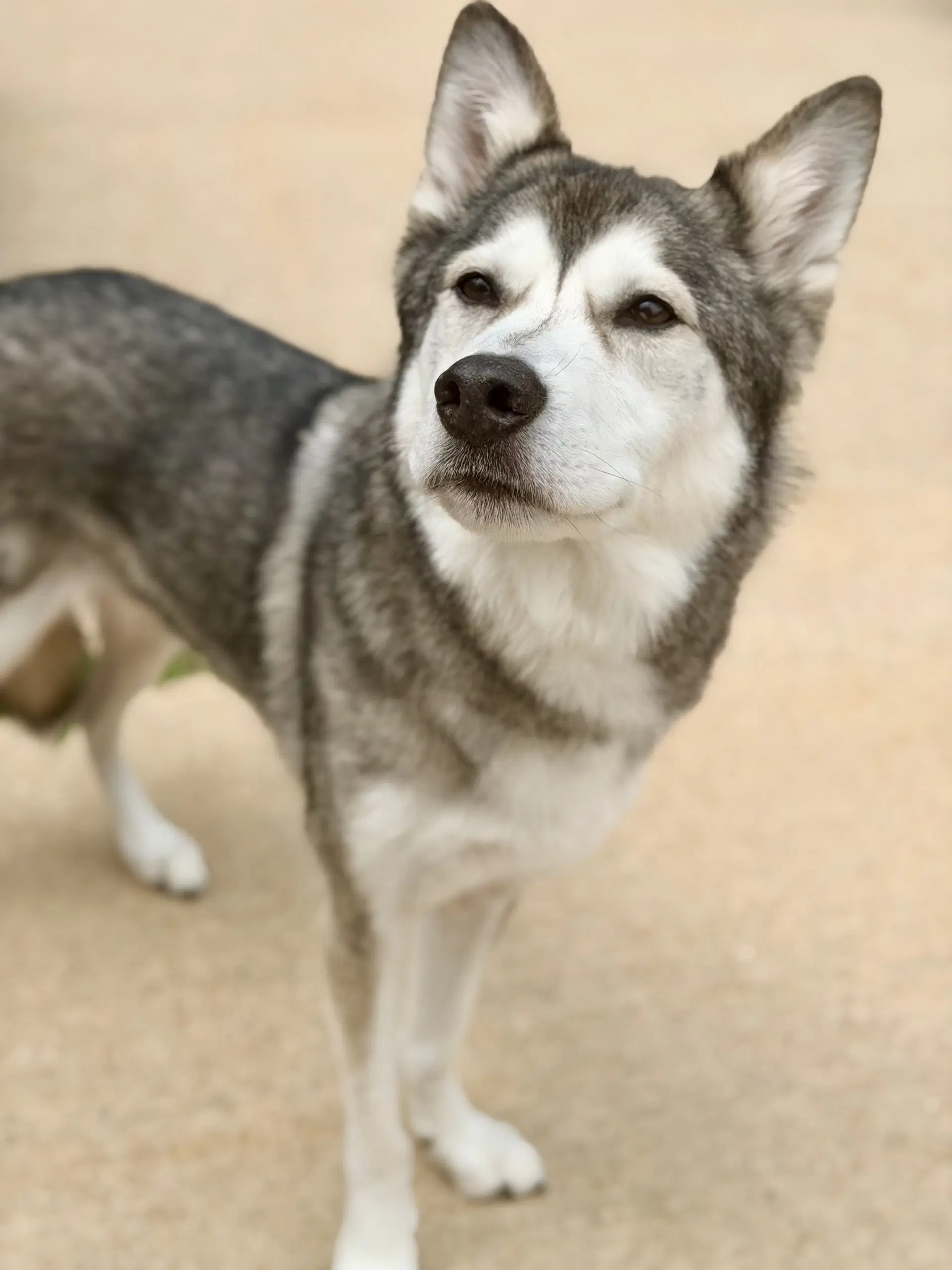 Lokai - Alaskan Malamute
