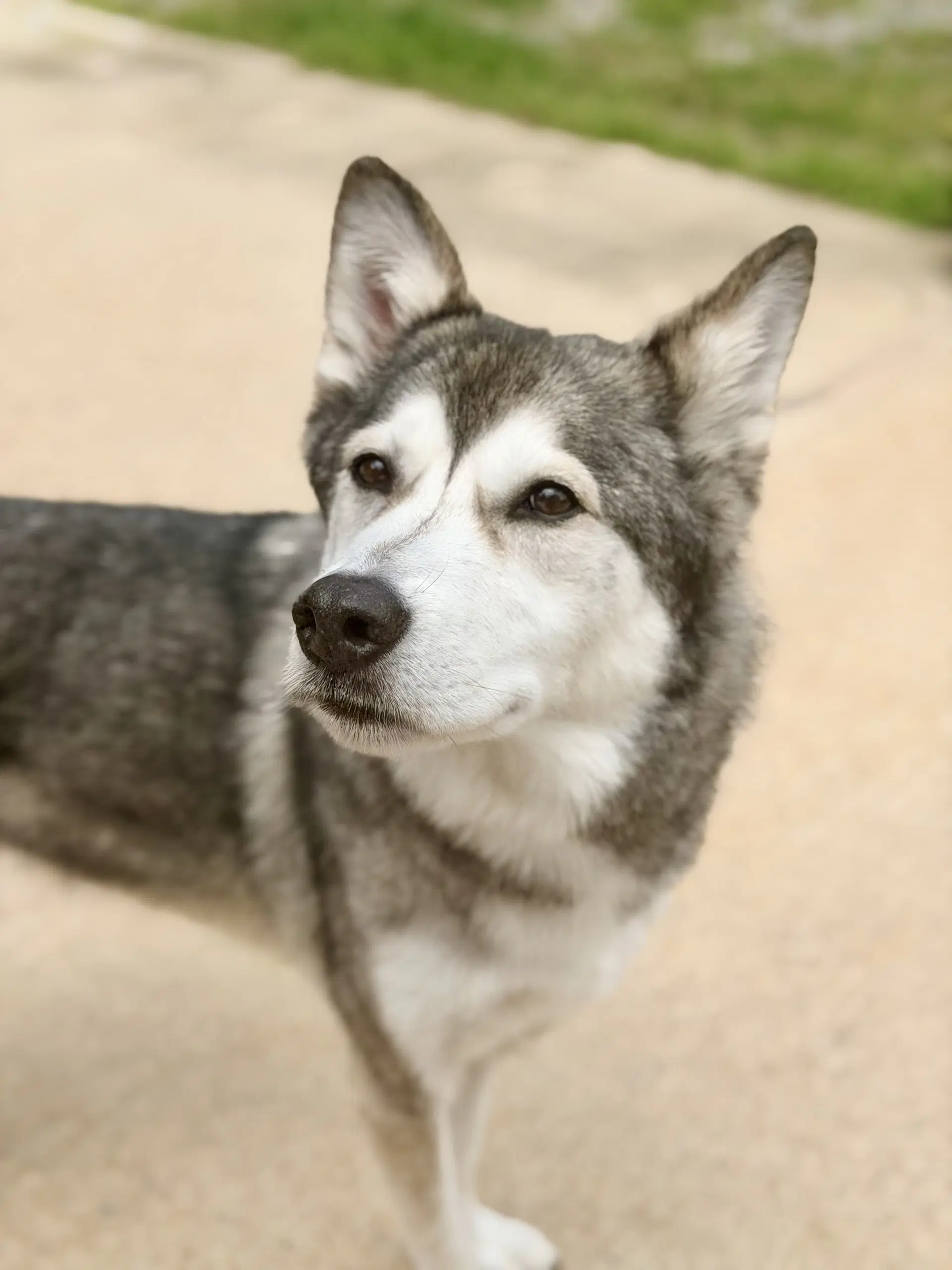 Lokai image 2