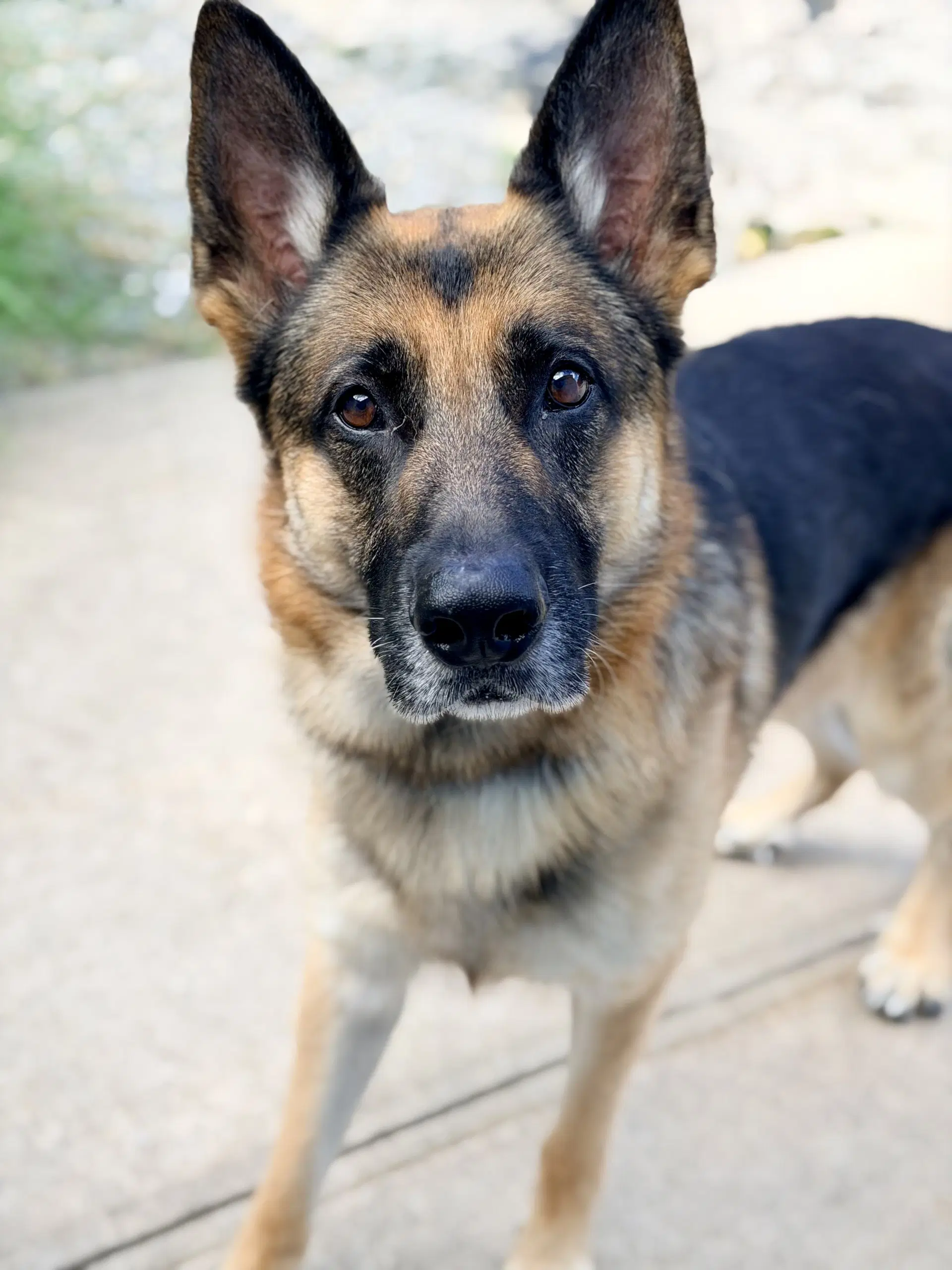 Thor - German Shepherd Dog