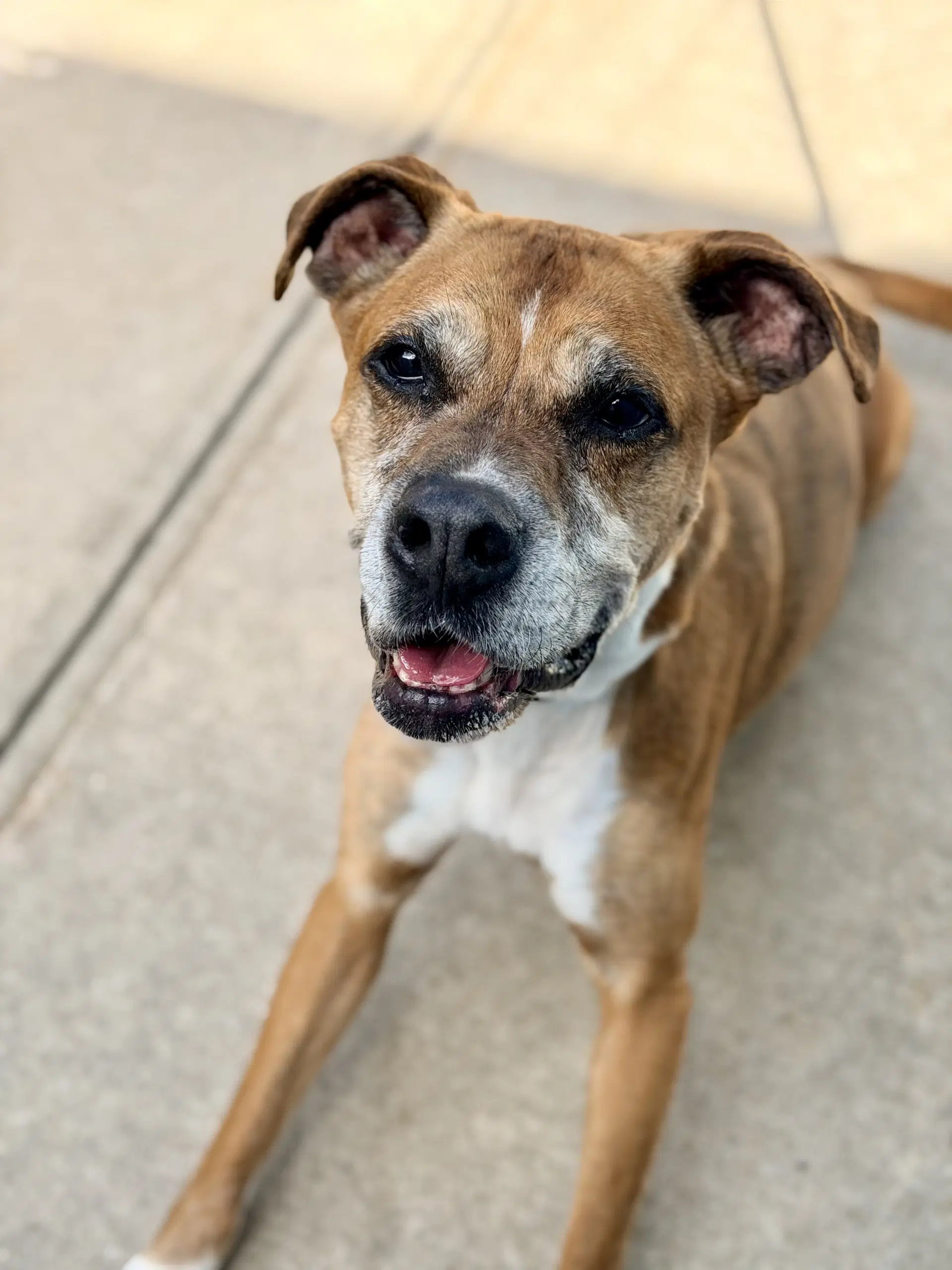 Lilo - Boxer