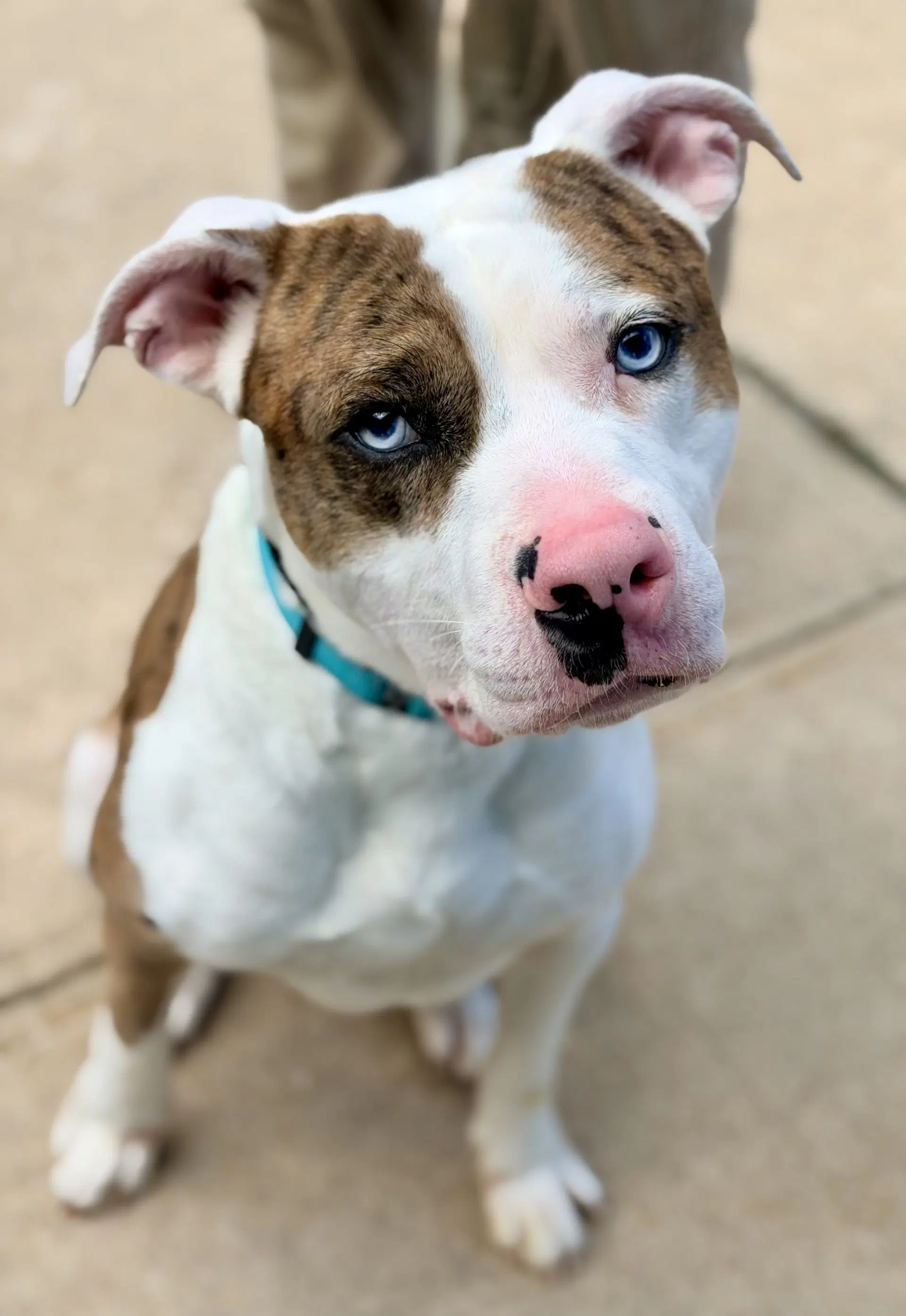 Jetty - Pit Bull Terrier