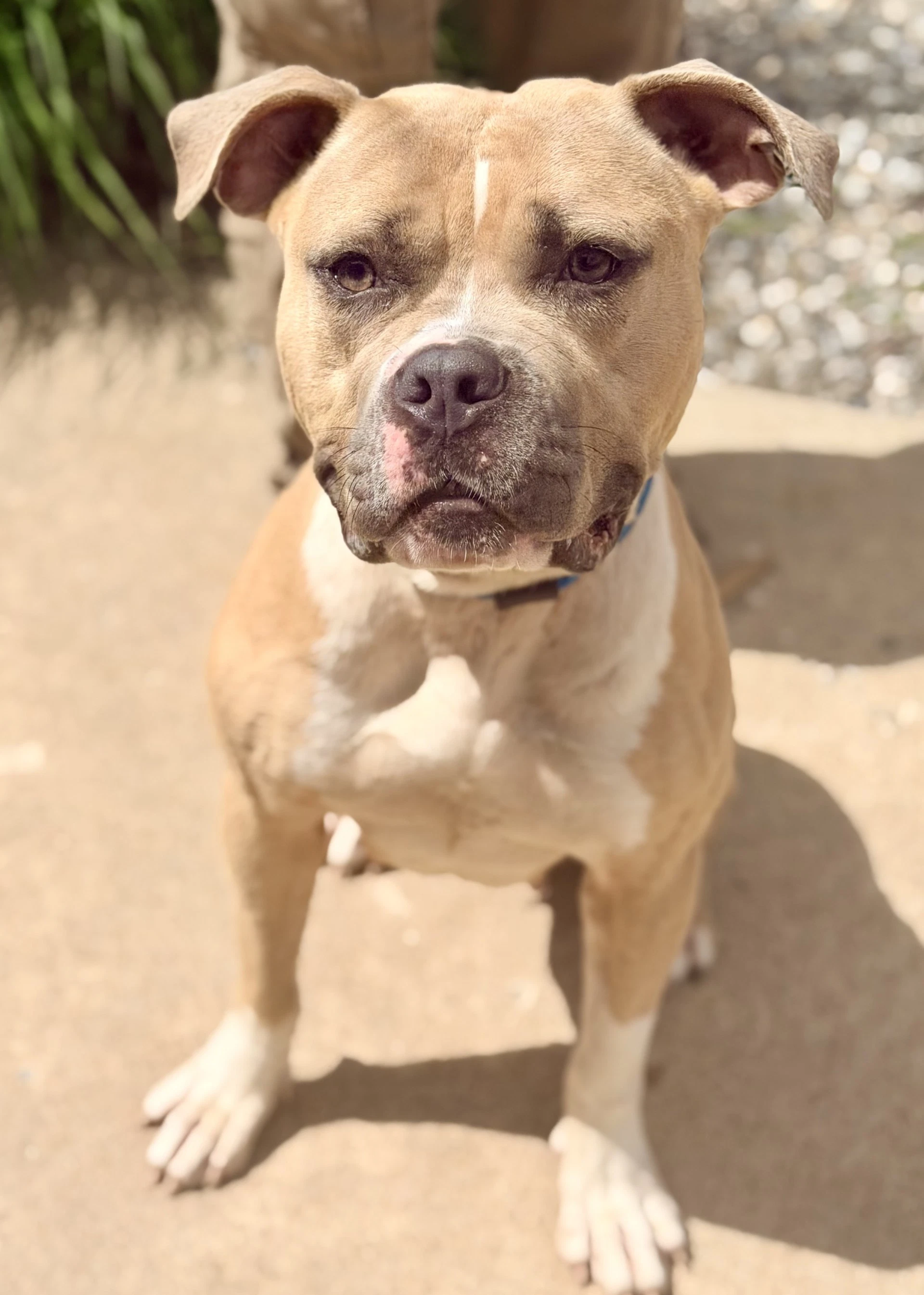 Mia