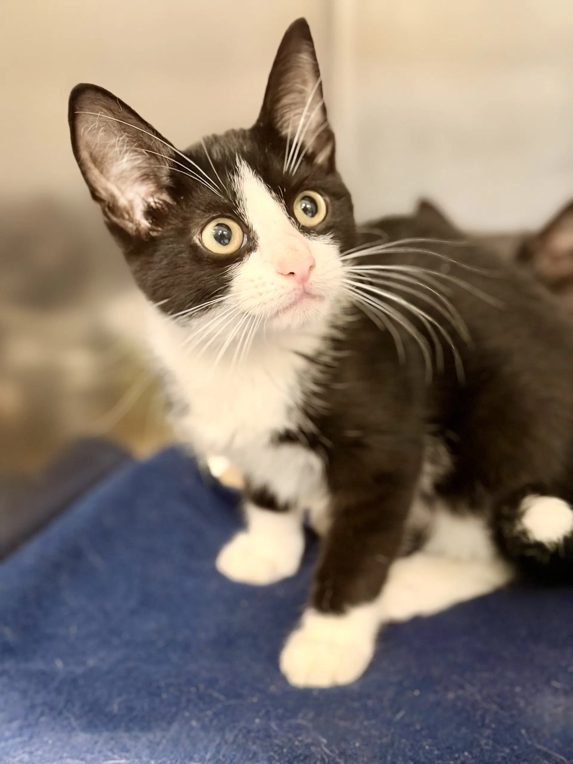 Ophelia - Domestic Short Hair