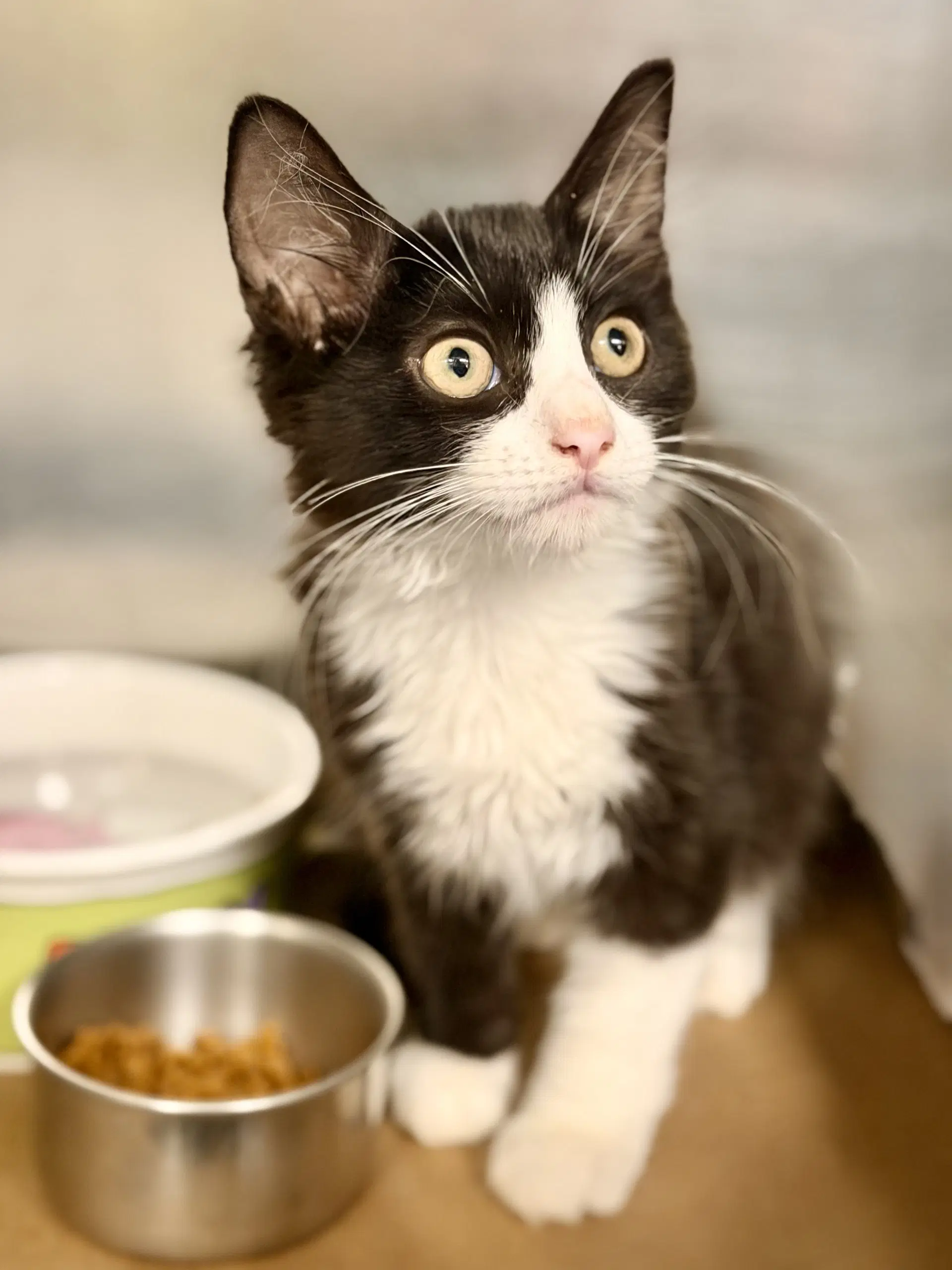 Odysseus - Domestic Medium Hair