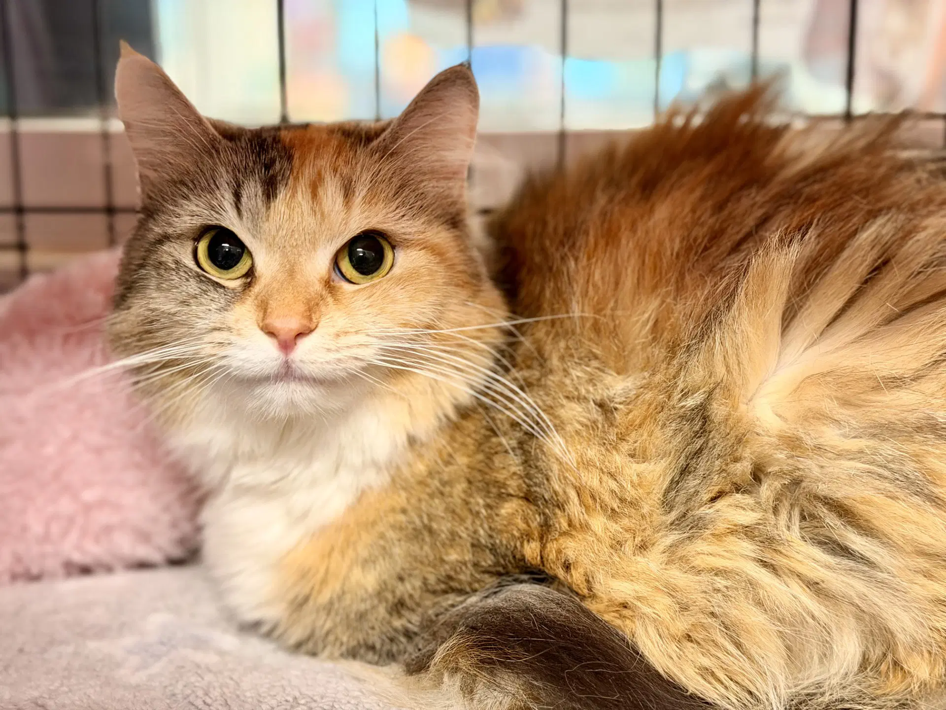 Persephone - Domestic Medium Hair