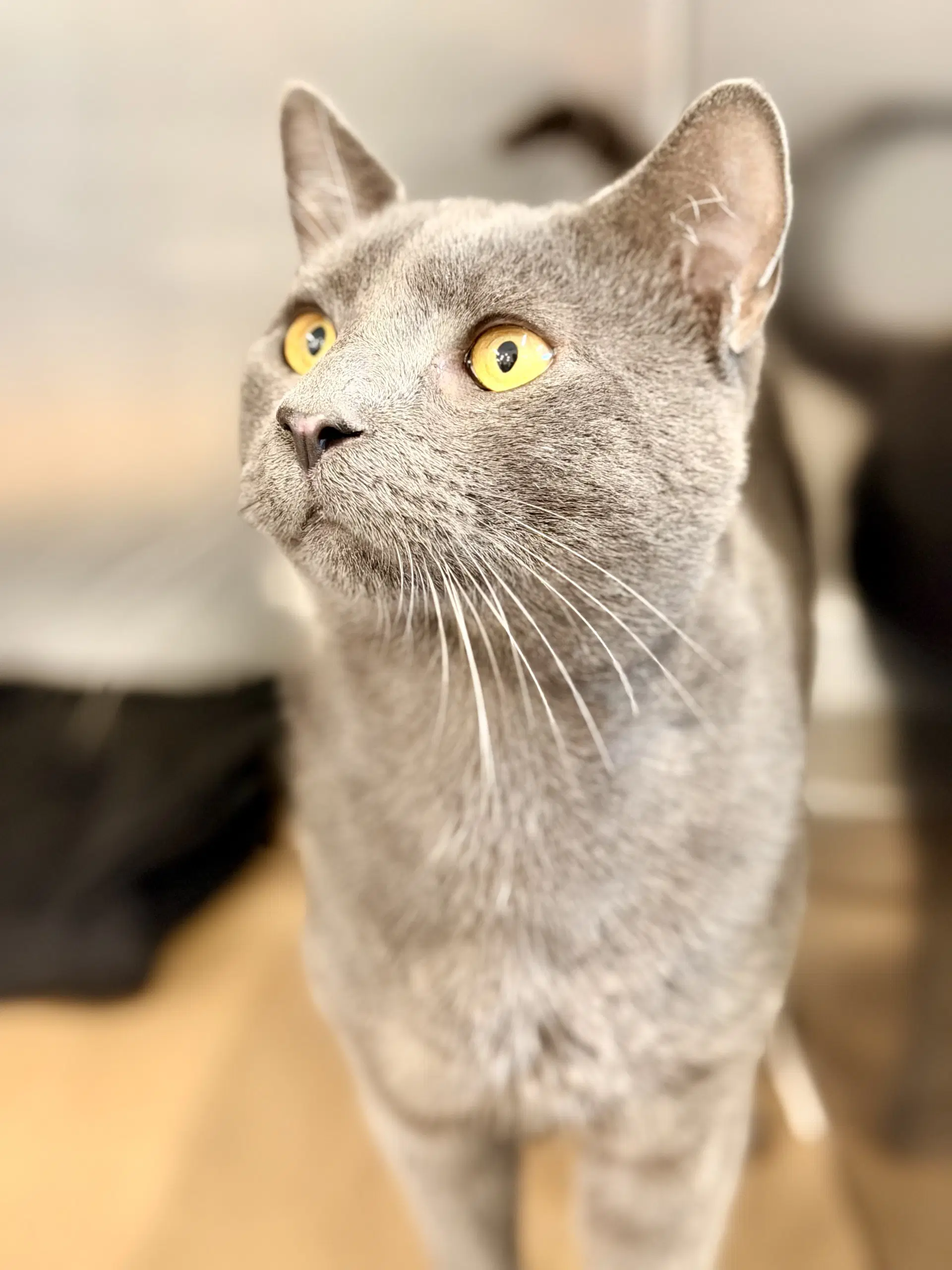Andie - Domestic Short Hair