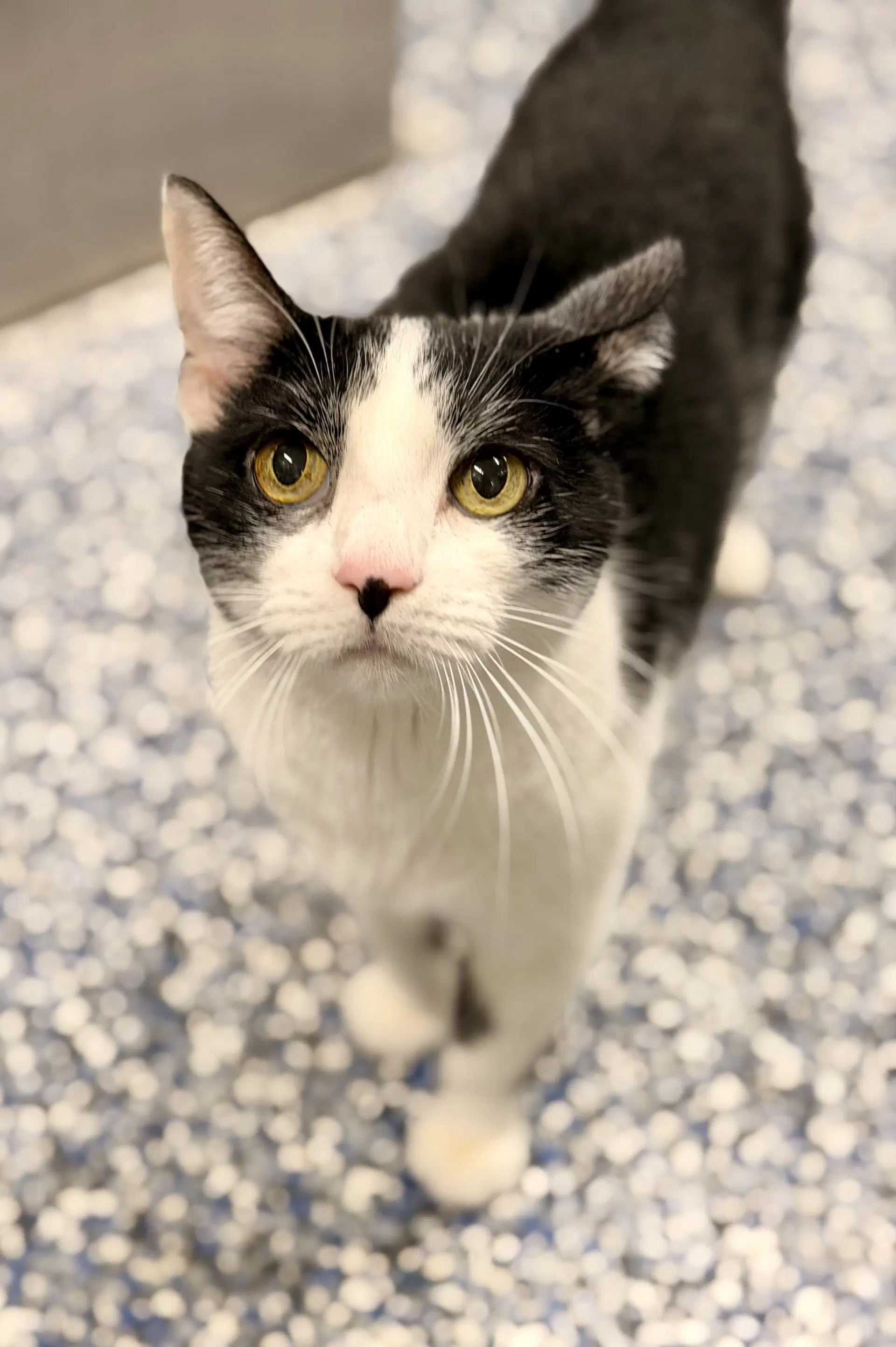 Harley - Domestic Short Hair