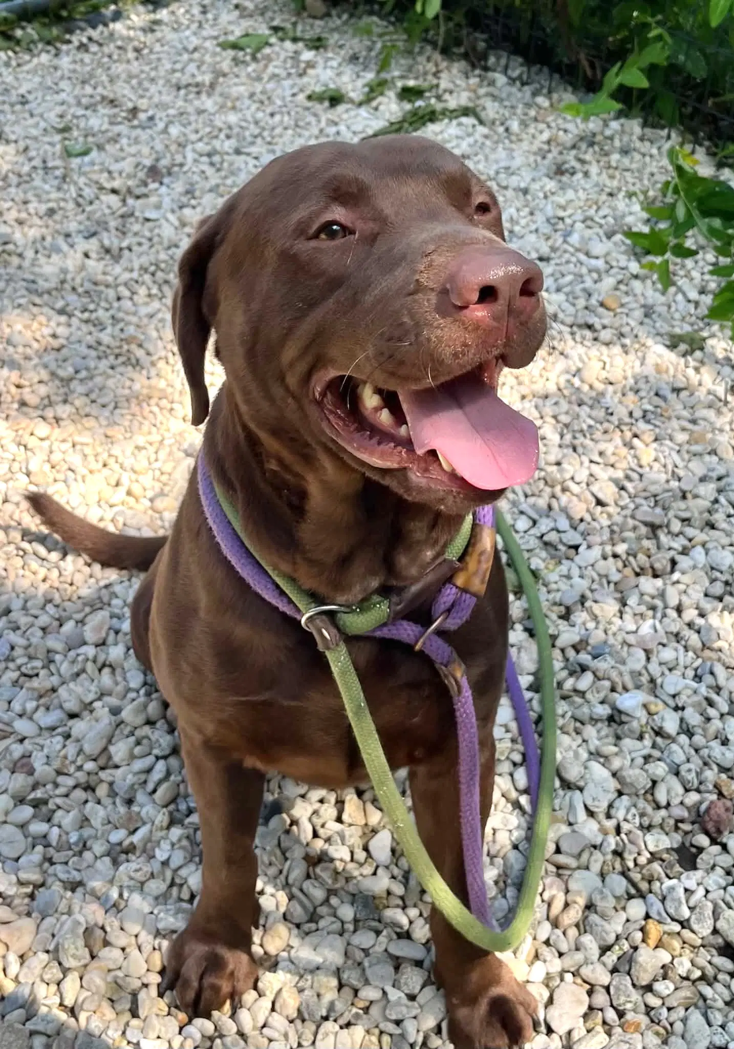 Jango - Labrador Retriever