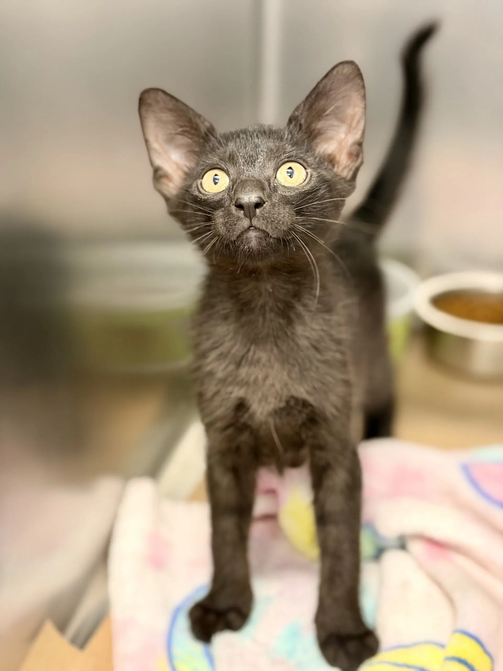 Oogie Boogie - Domestic Short Hair