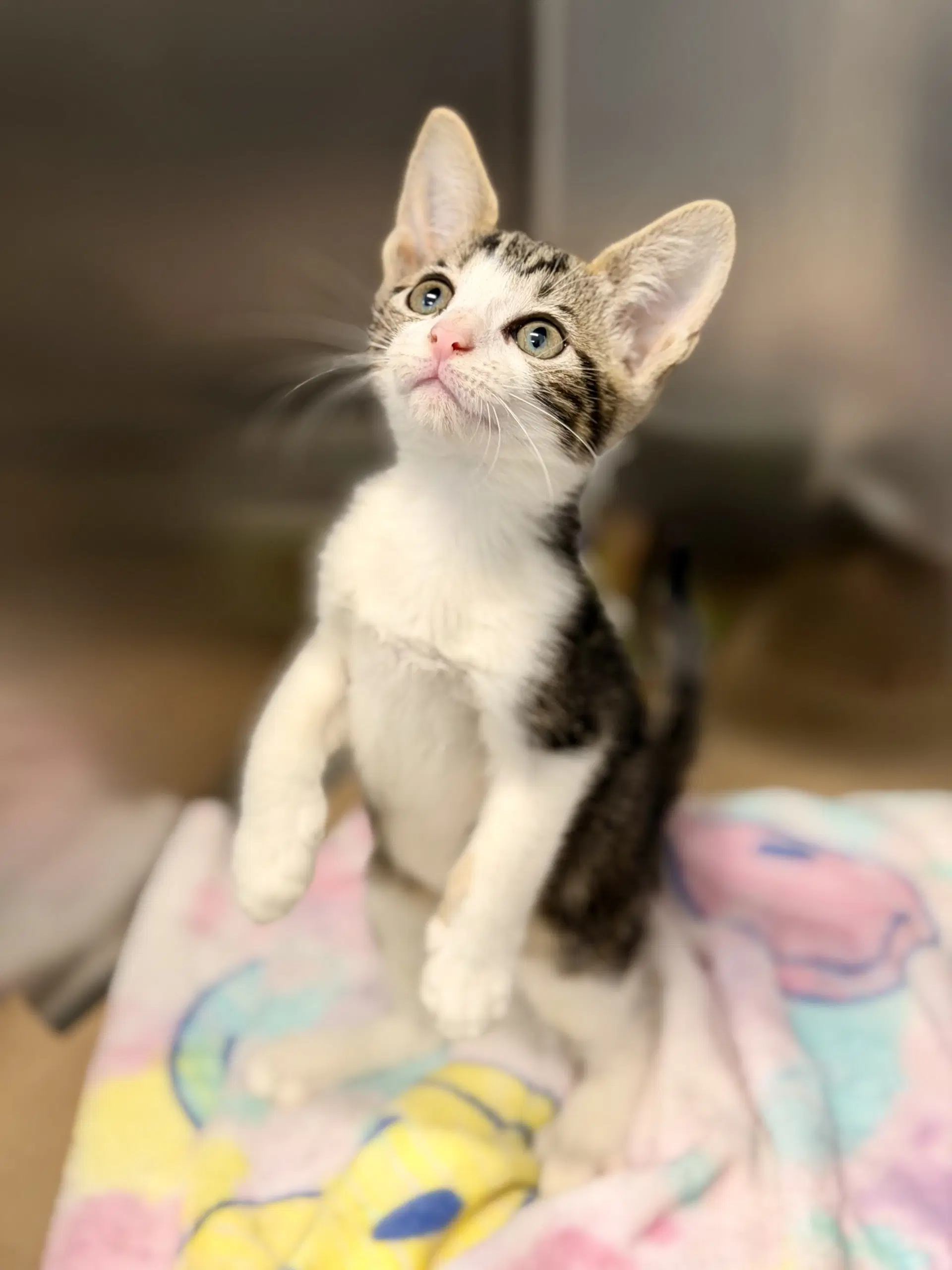 Palkia - Domestic Short Hair