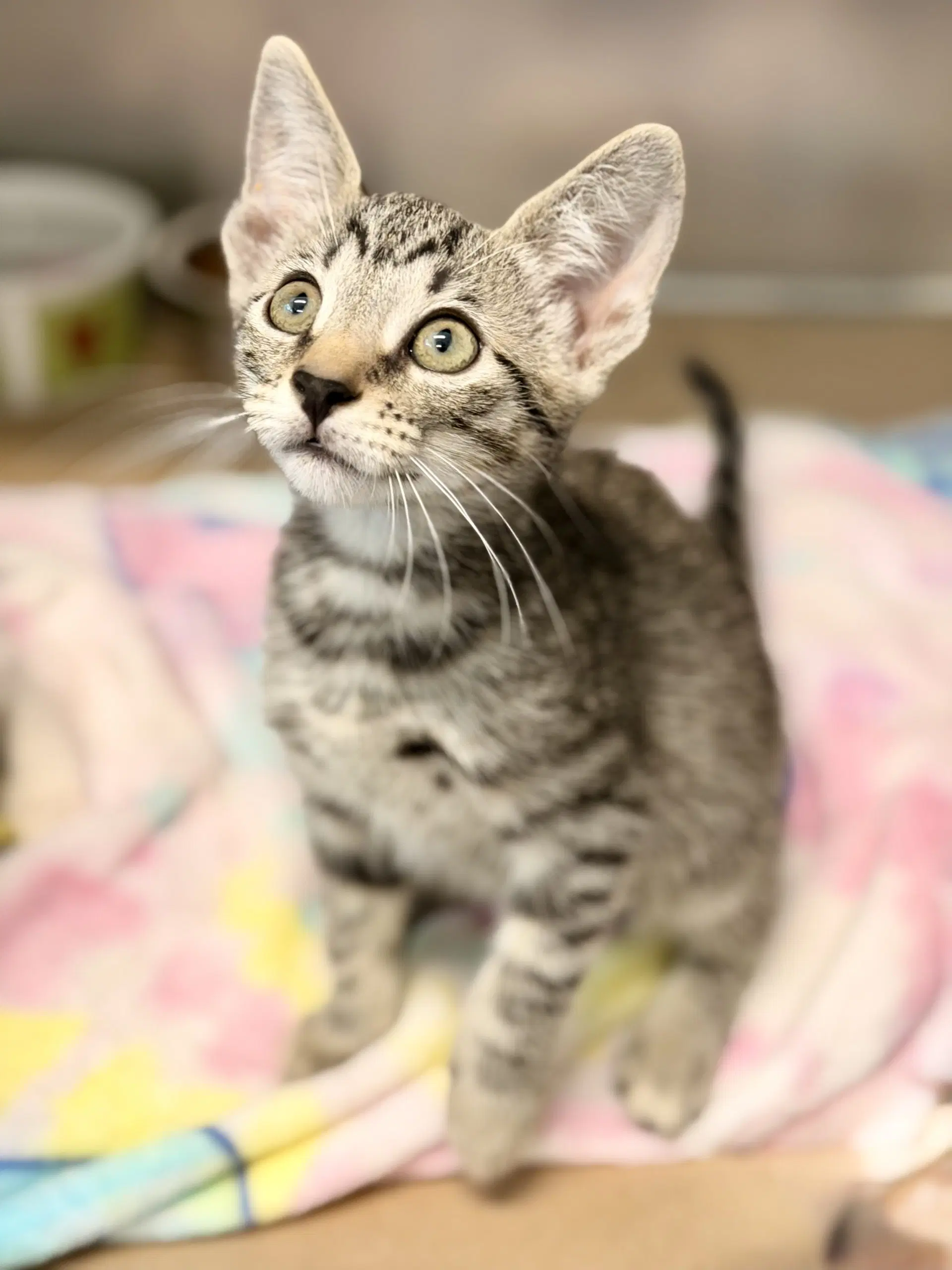 Dialga - Domestic Short Hair