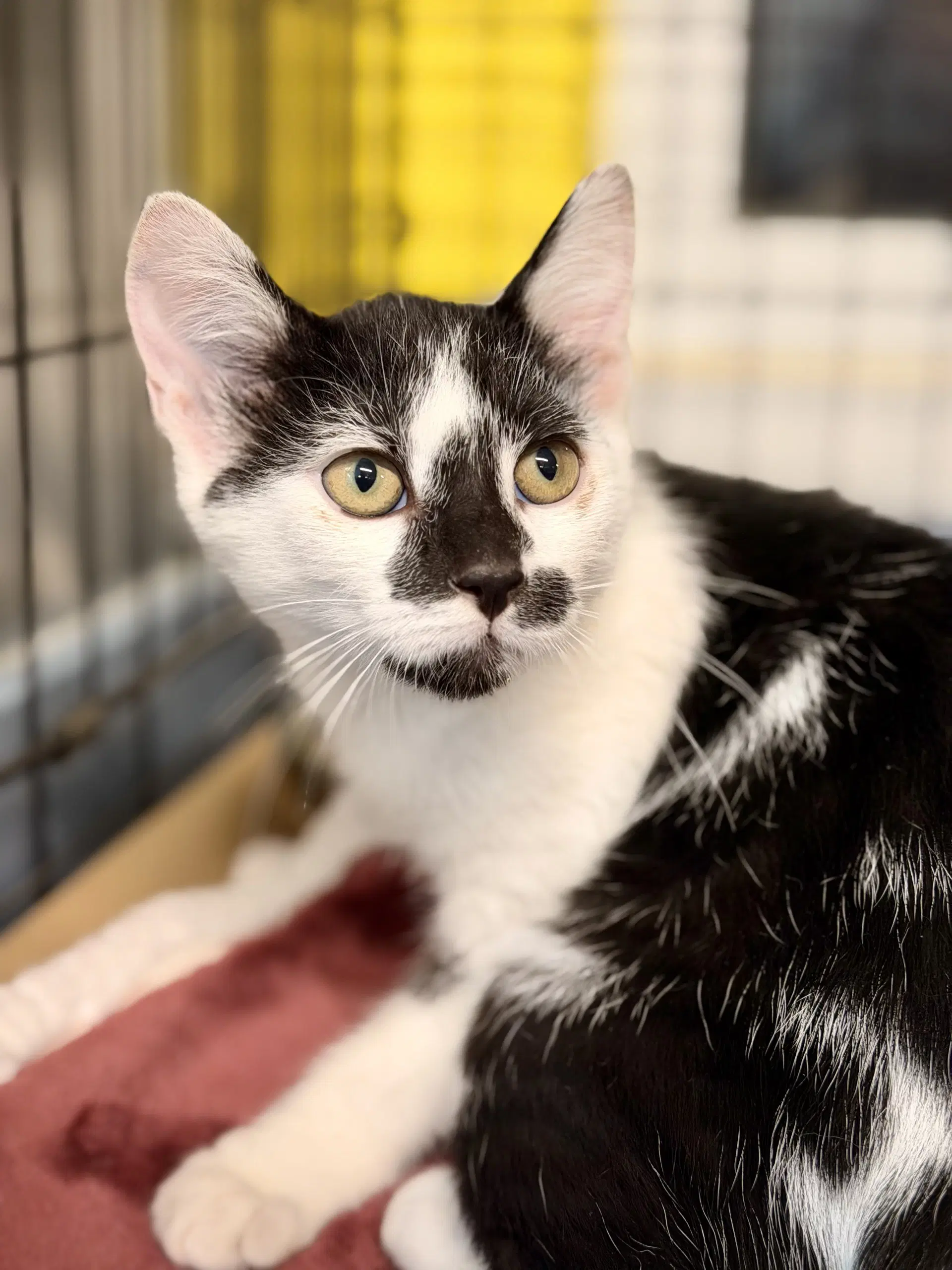 Jimmy Mewtron - Domestic Short Hair