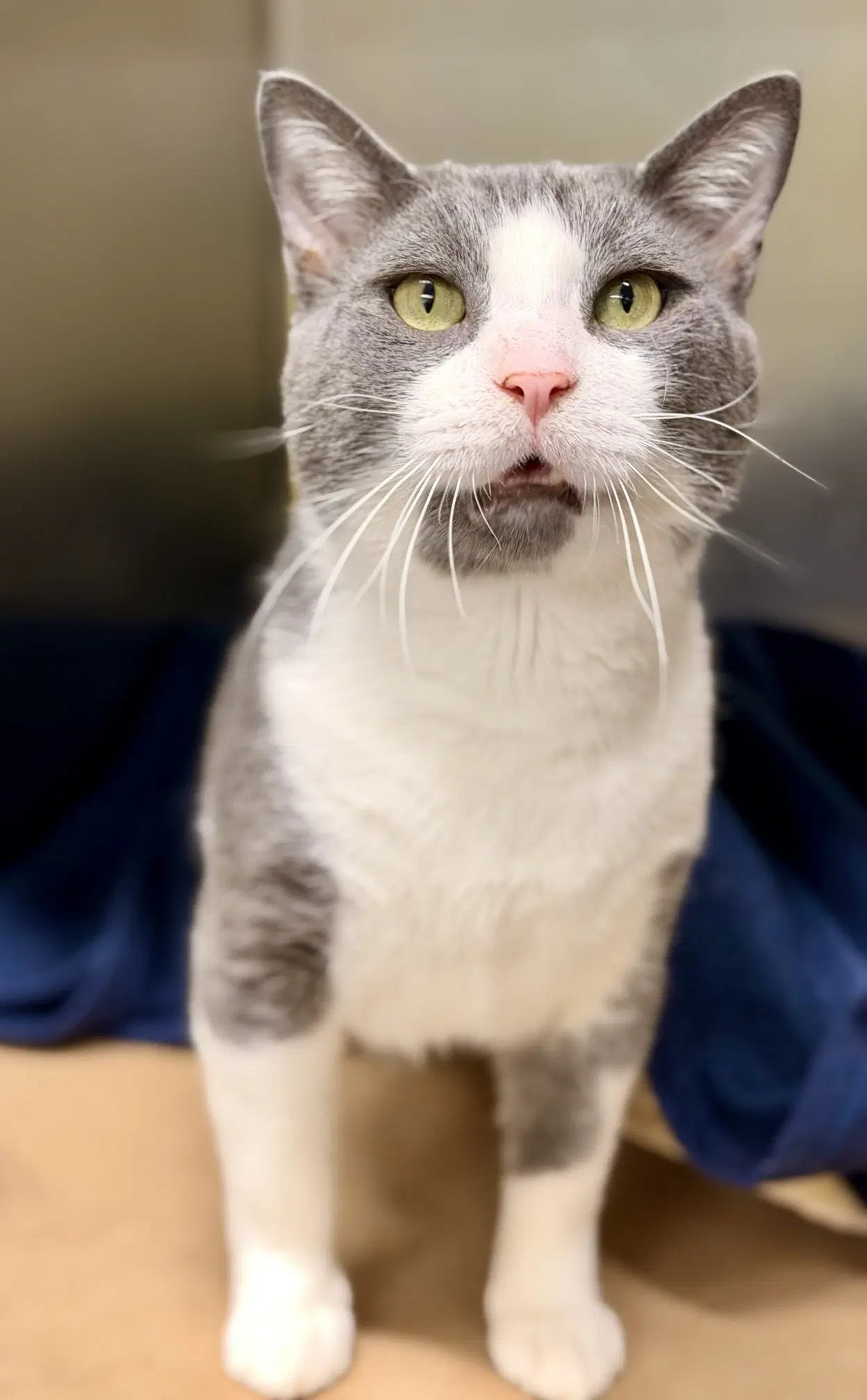Asta - Domestic Short Hair