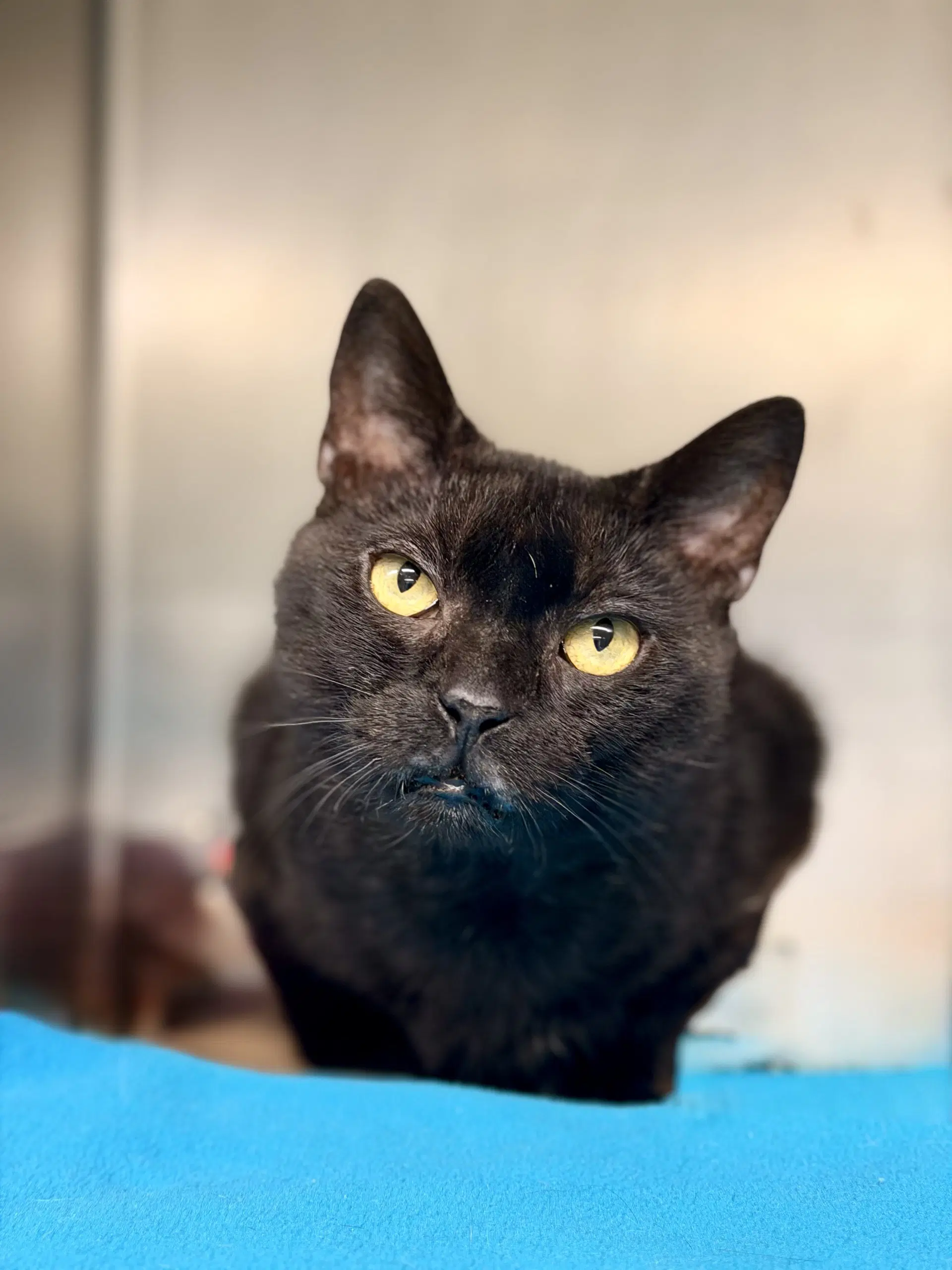 Logan - Domestic Short Hair