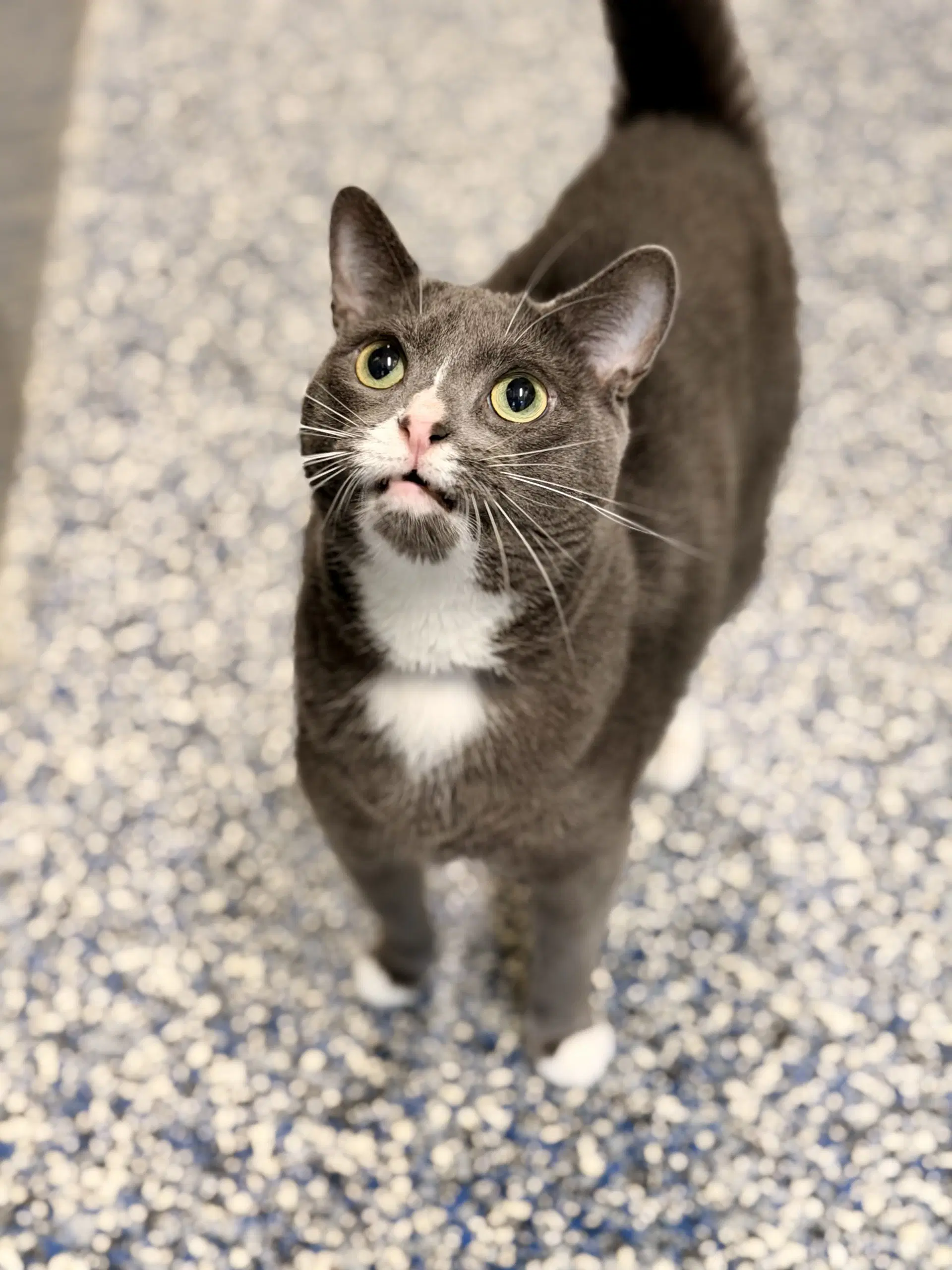 Ziggy - Domestic Short Hair