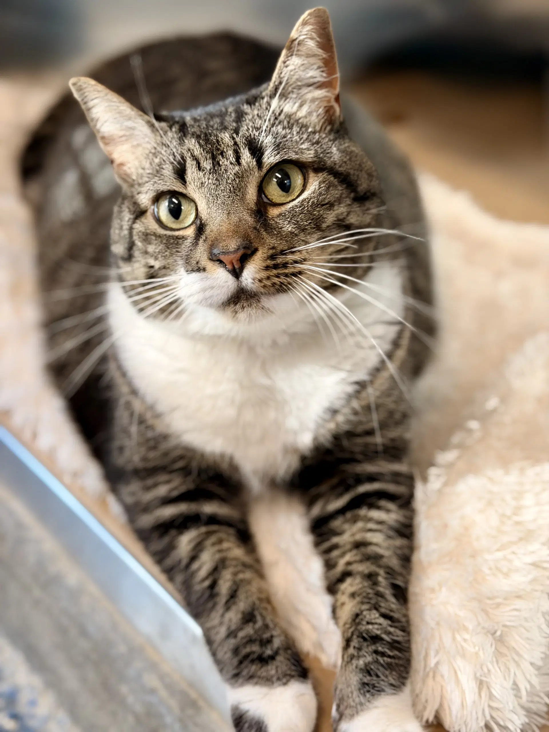 Avery - Domestic Short Hair
