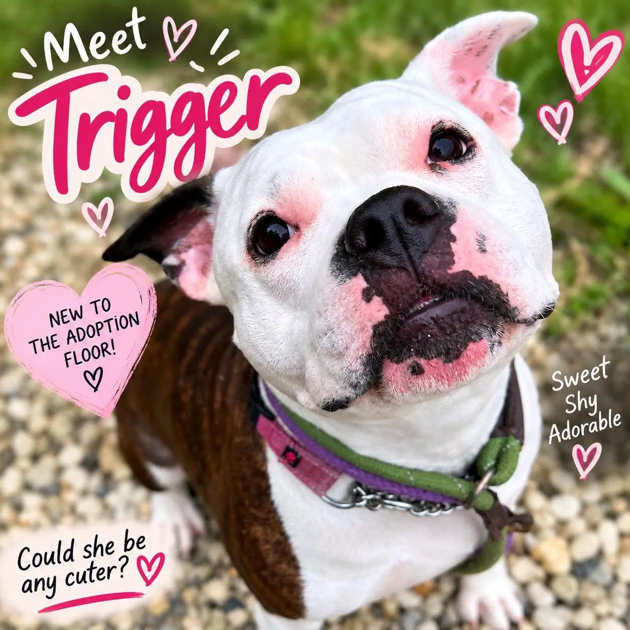 Tigger - American Bulldog