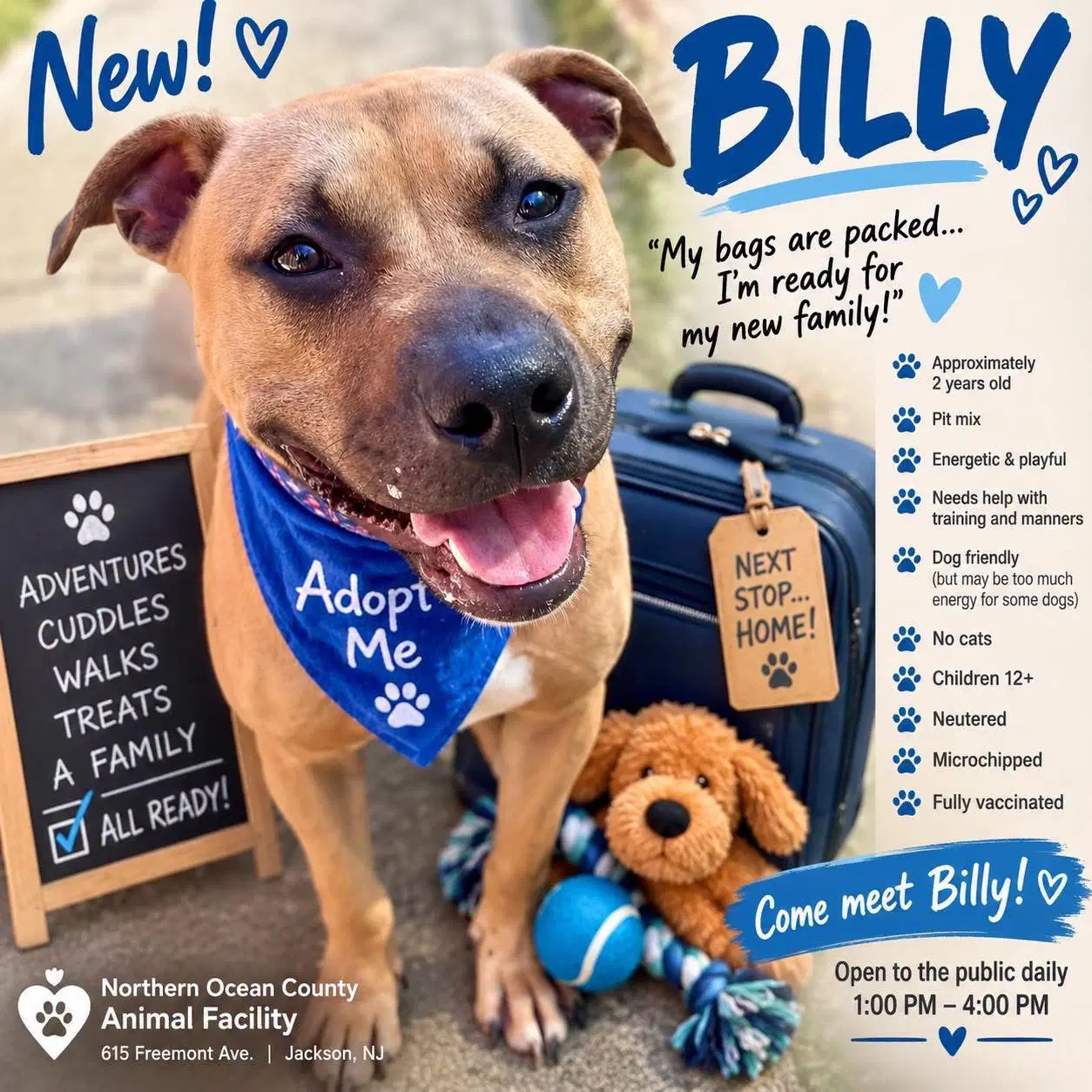 Billy - Pit Bull Terrier