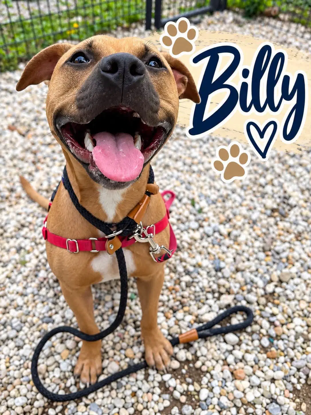 Billy image 2