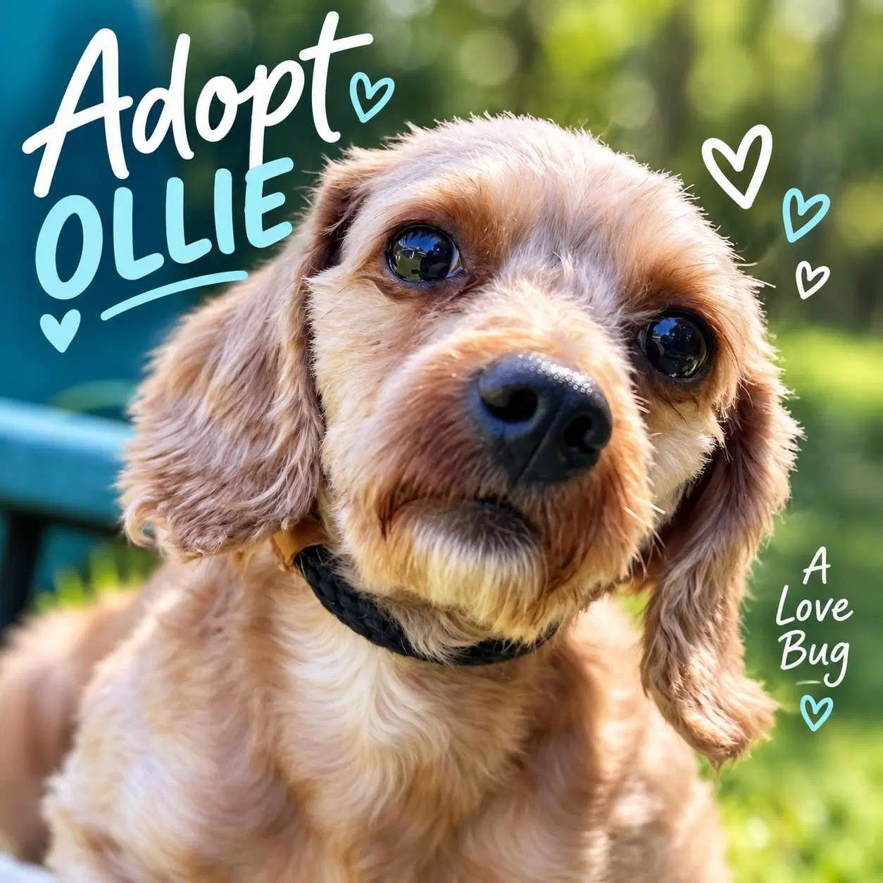 Ollie - Poodle (Miniature)