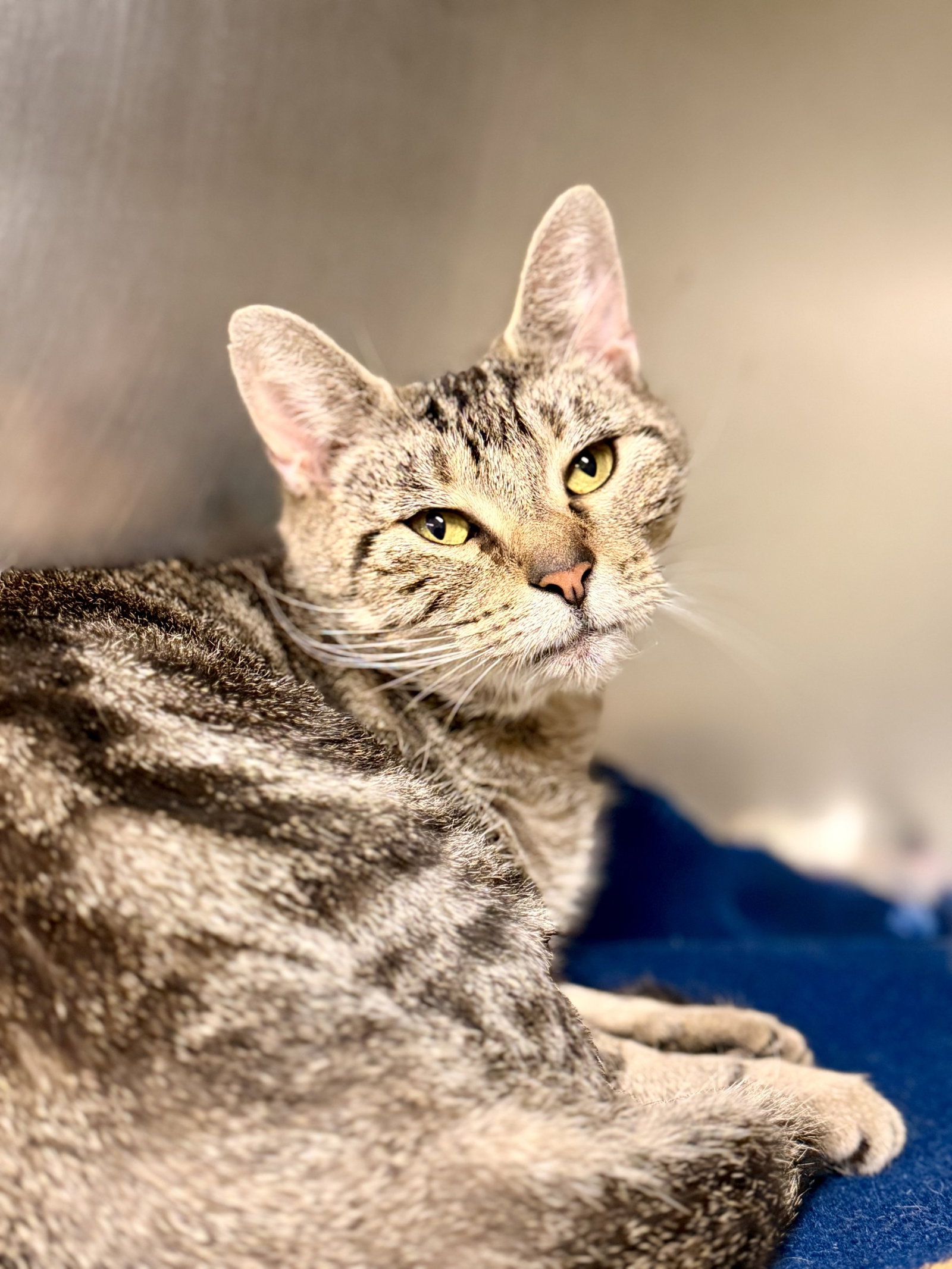 Sienna, cat — photo 1 of 2