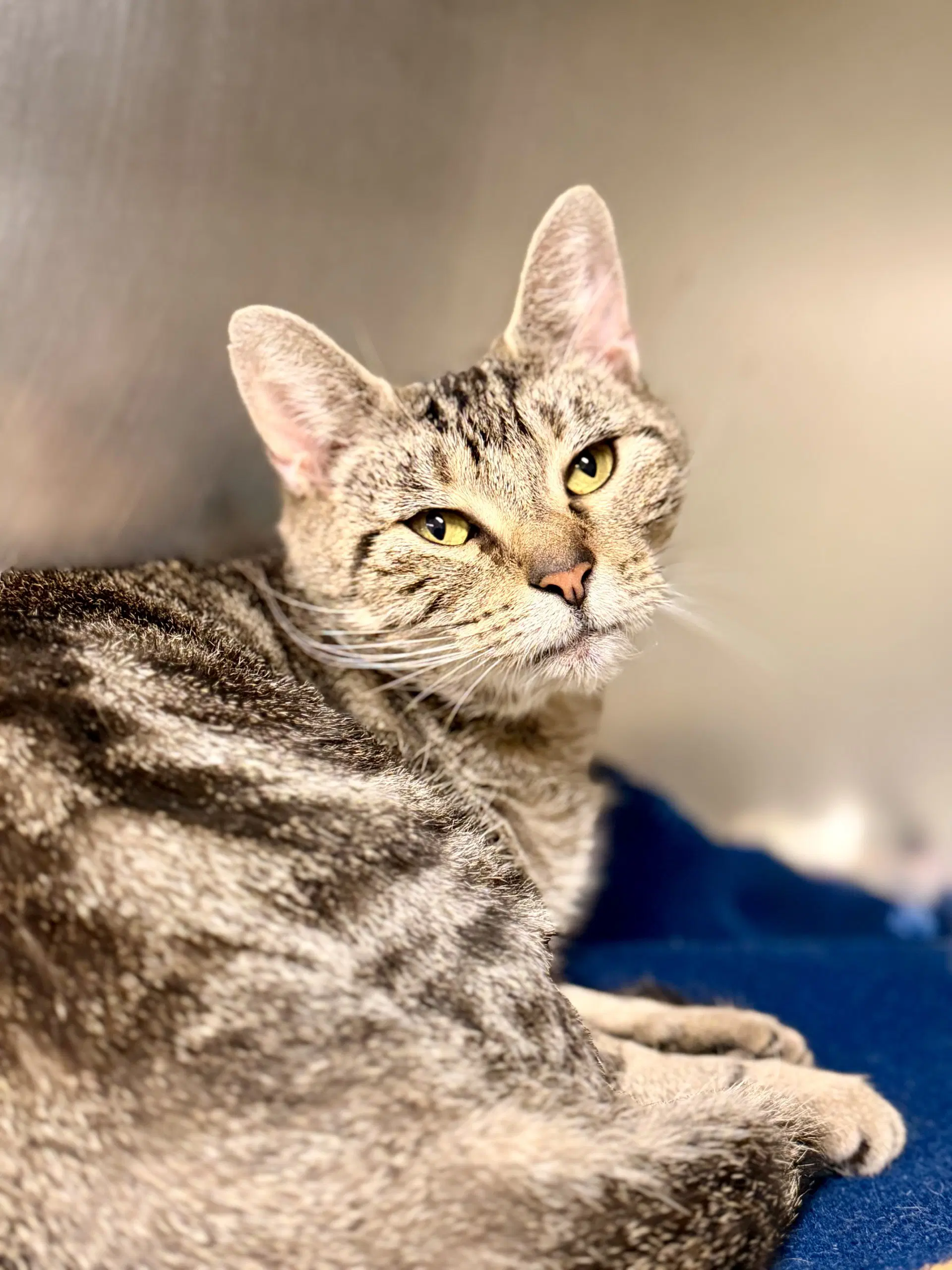 Sienna - Domestic Short Hair