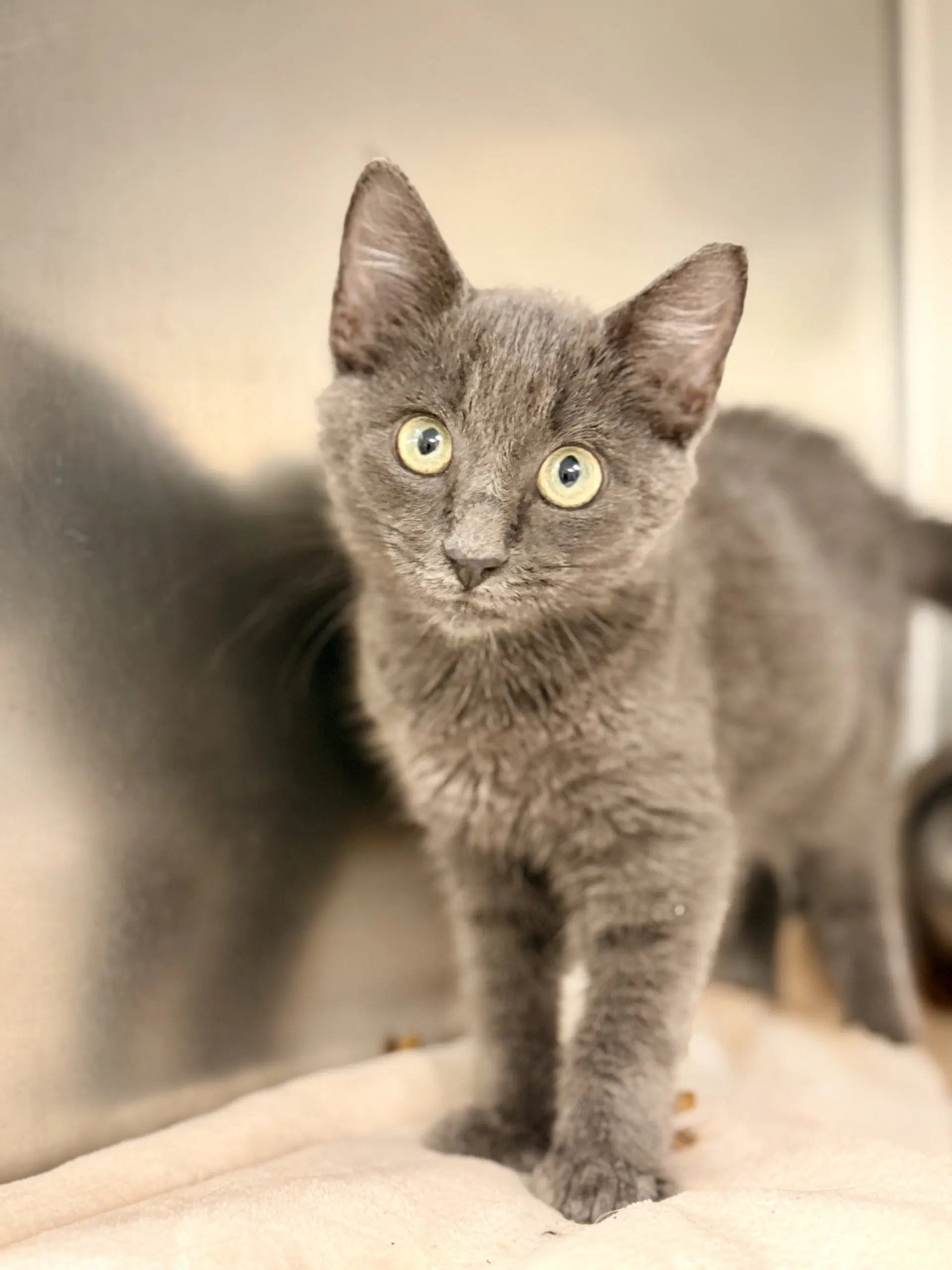 Cinder - Domestic Short Hair