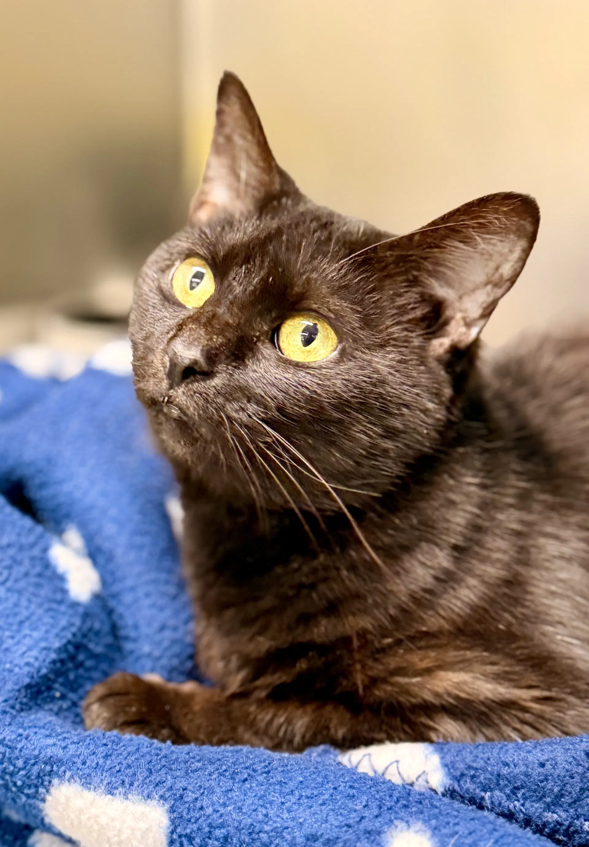 Nessa - Domestic Short Hair